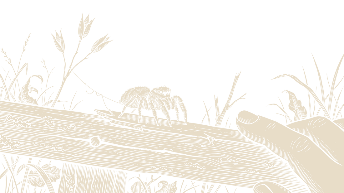 Jumping spider on a weathered garden rail near a person’s hand, illustrated in a black-and-ivory natural-history engraving style.