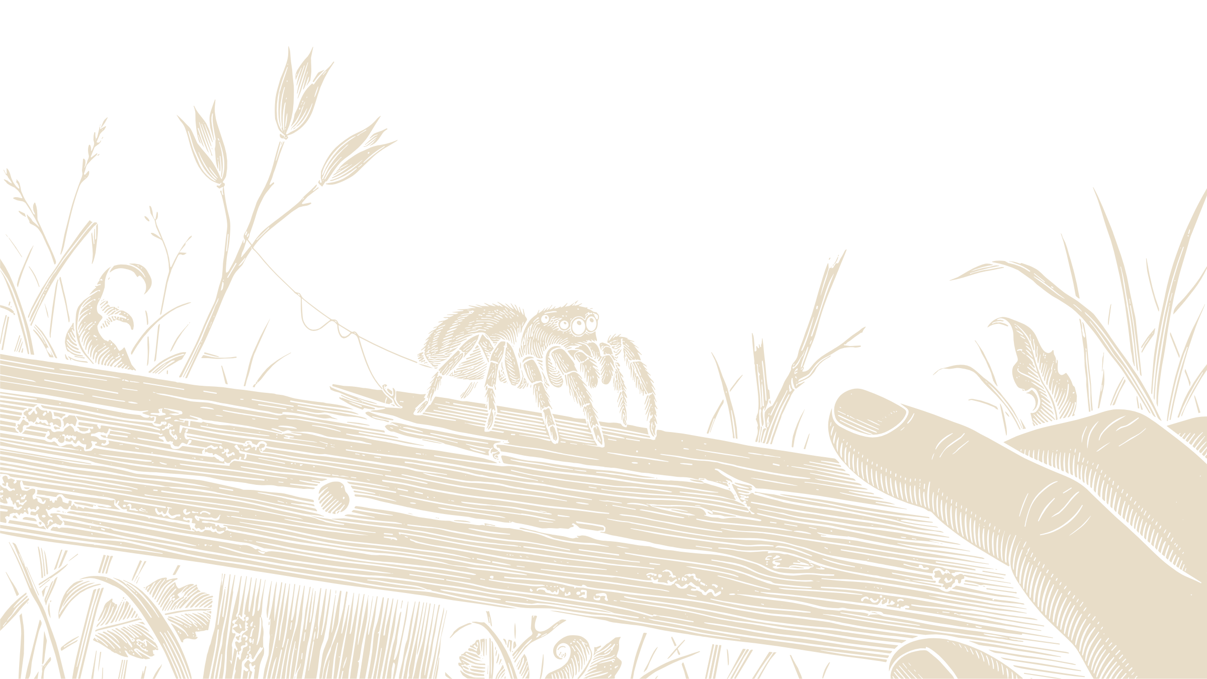 Jumping spider on a weathered garden rail near a person’s hand, illustrated in a black-and-ivory natural-history engraving style.