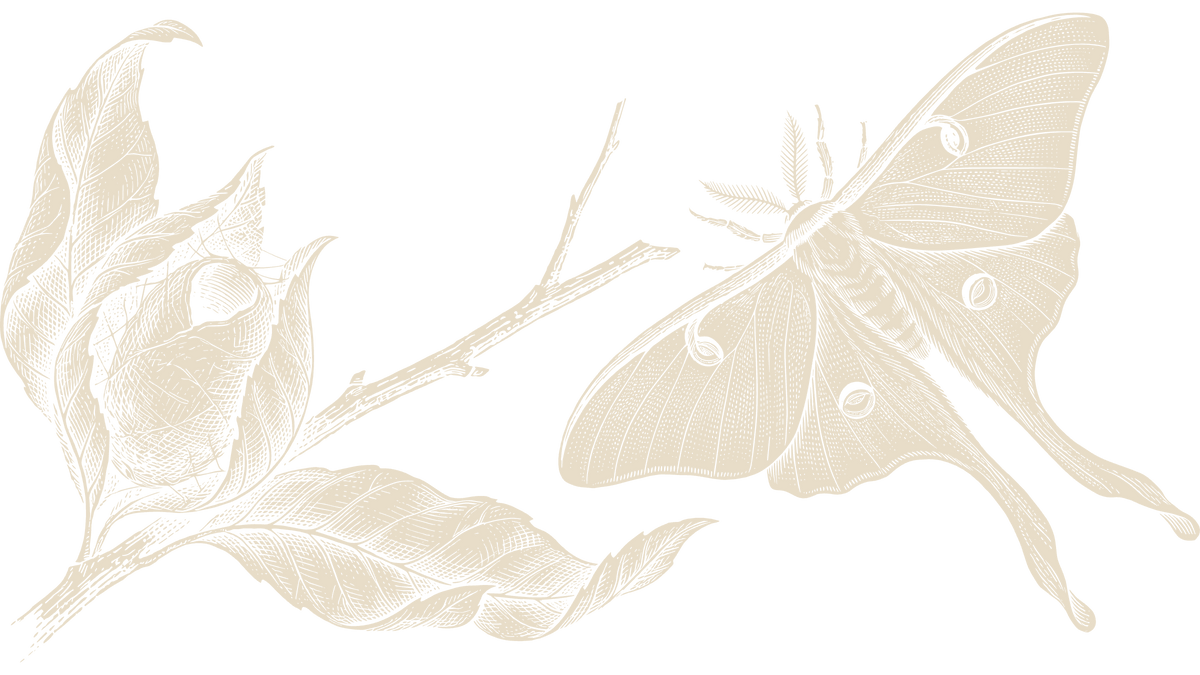 A luna moth rests on the right side of a hickory branch, connected to an opened leaf-wrapped cocoon on the left beneath a crescent moon.