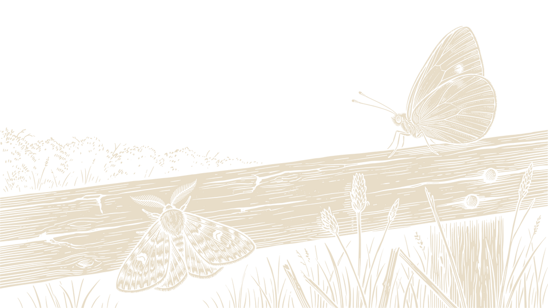 A moth with feathery antennae rests beneath a weathered fence rail while a butterfly with clubbed antennae holds its wings upright above it.