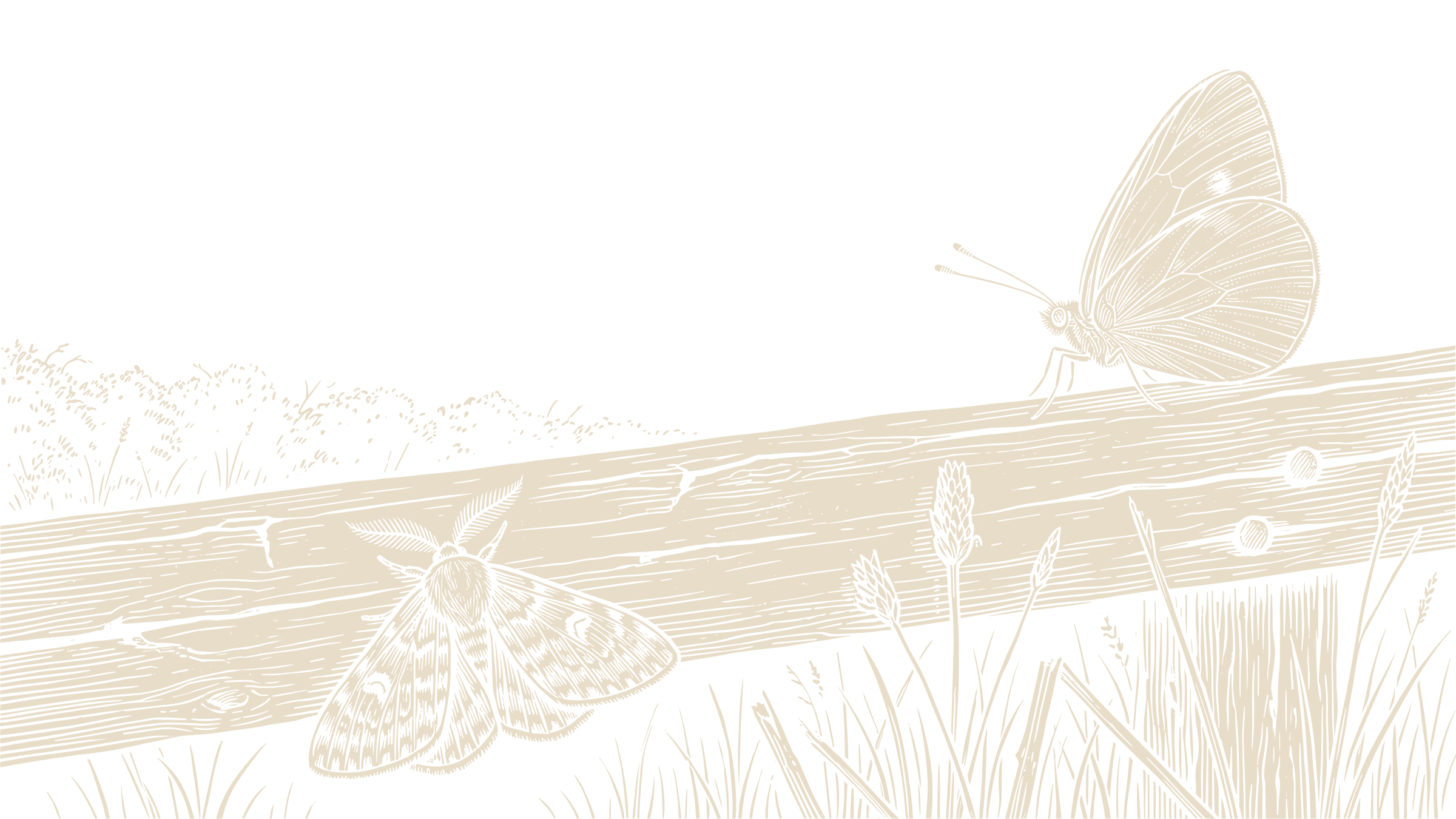 A moth with feathery antennae rests beneath a weathered fence rail while a butterfly with clubbed antennae holds its wings upright above it.