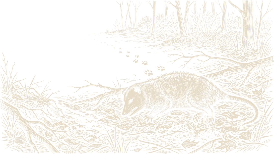 A Virginia opossum lying motionless in woodland leaf litter while canine tracks recede toward the trees.