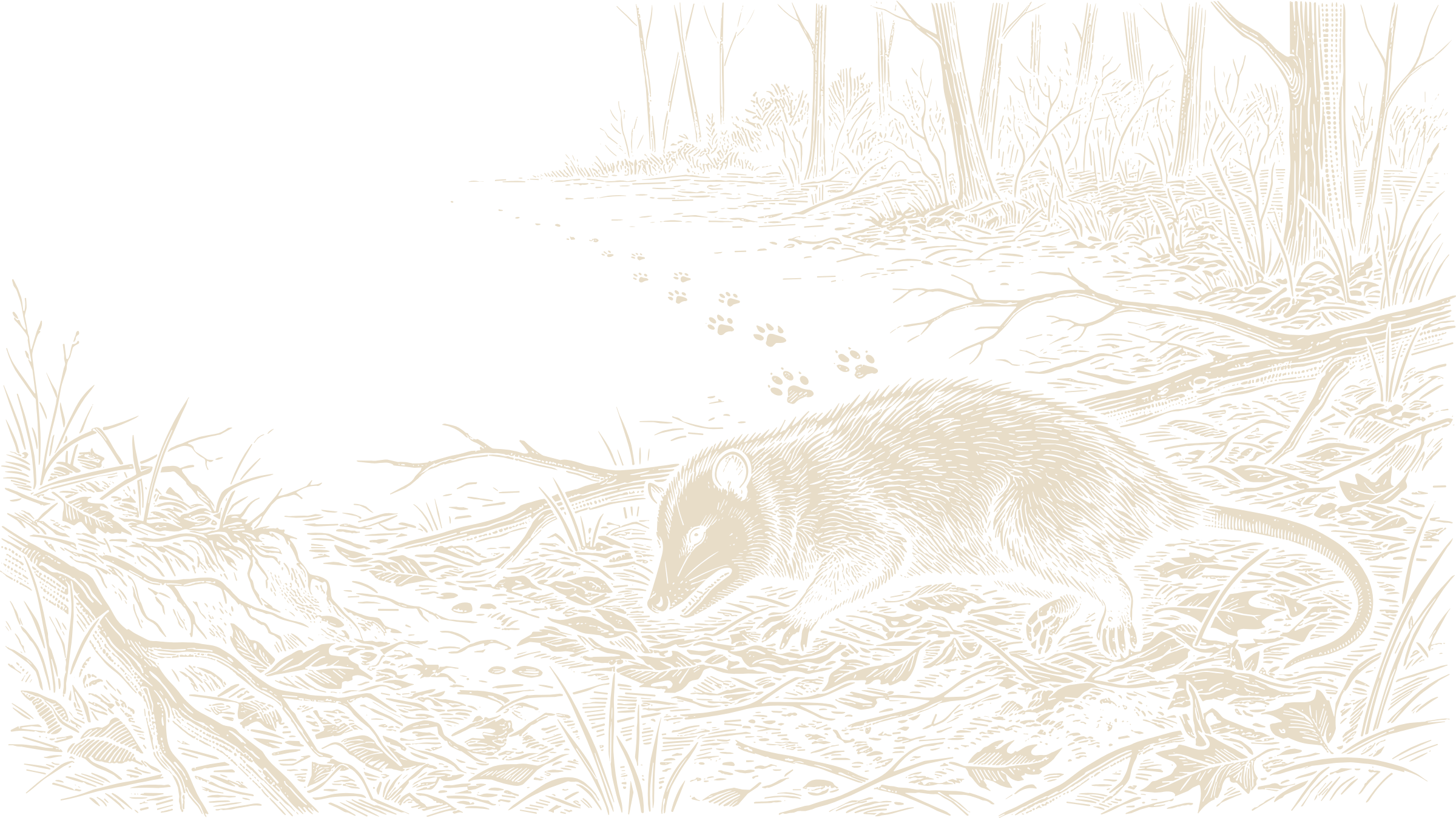A Virginia opossum lying motionless in woodland leaf litter while canine tracks recede toward the trees.