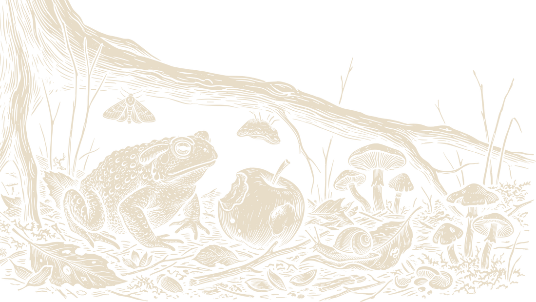Black-and-ivory linocut illustration of a toad beside mushrooms, a snail, a moth, and fallen leaves on the forest floor.