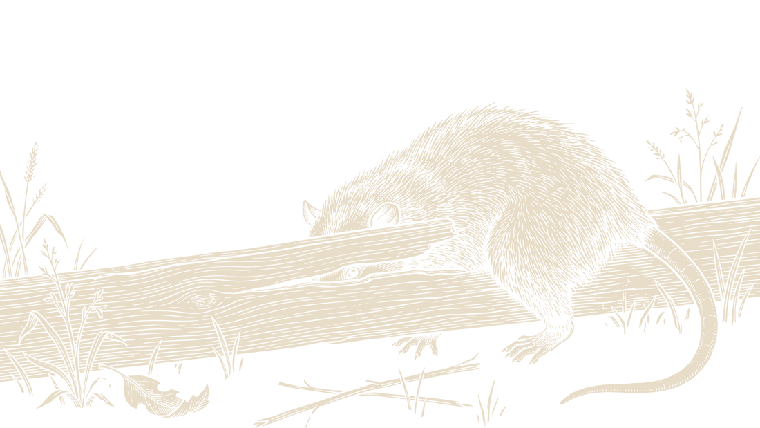 Black-and-ivory linocut illustration of an opossum peering through a gap between weathered fence rails.