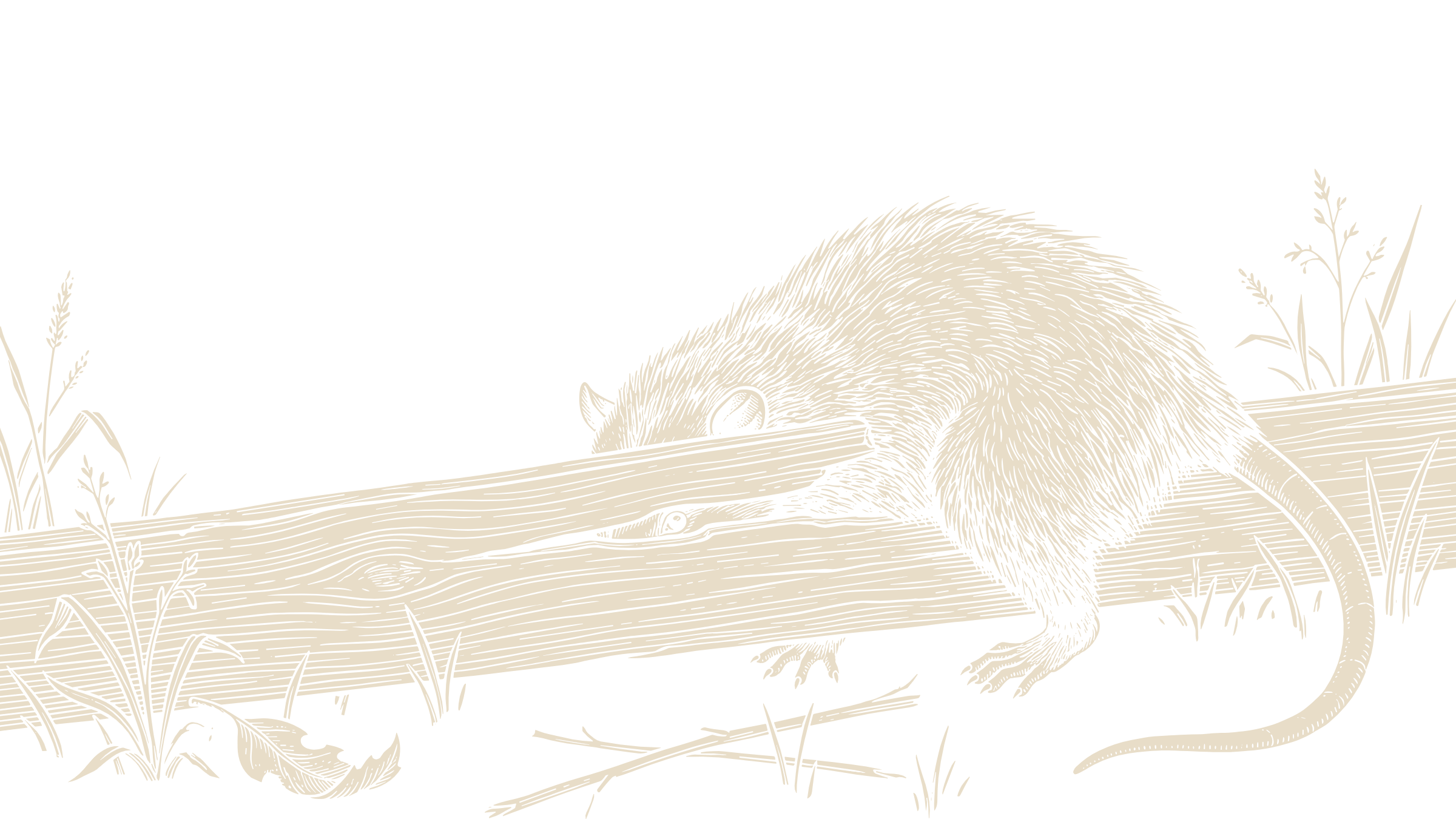Black-and-ivory linocut illustration of an opossum peering through a gap between weathered fence rails.