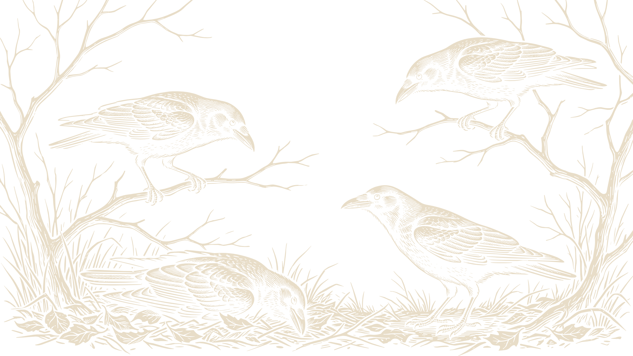 Black-and-ivory linocut illustration of three crows perched on bare branches above a small found object.