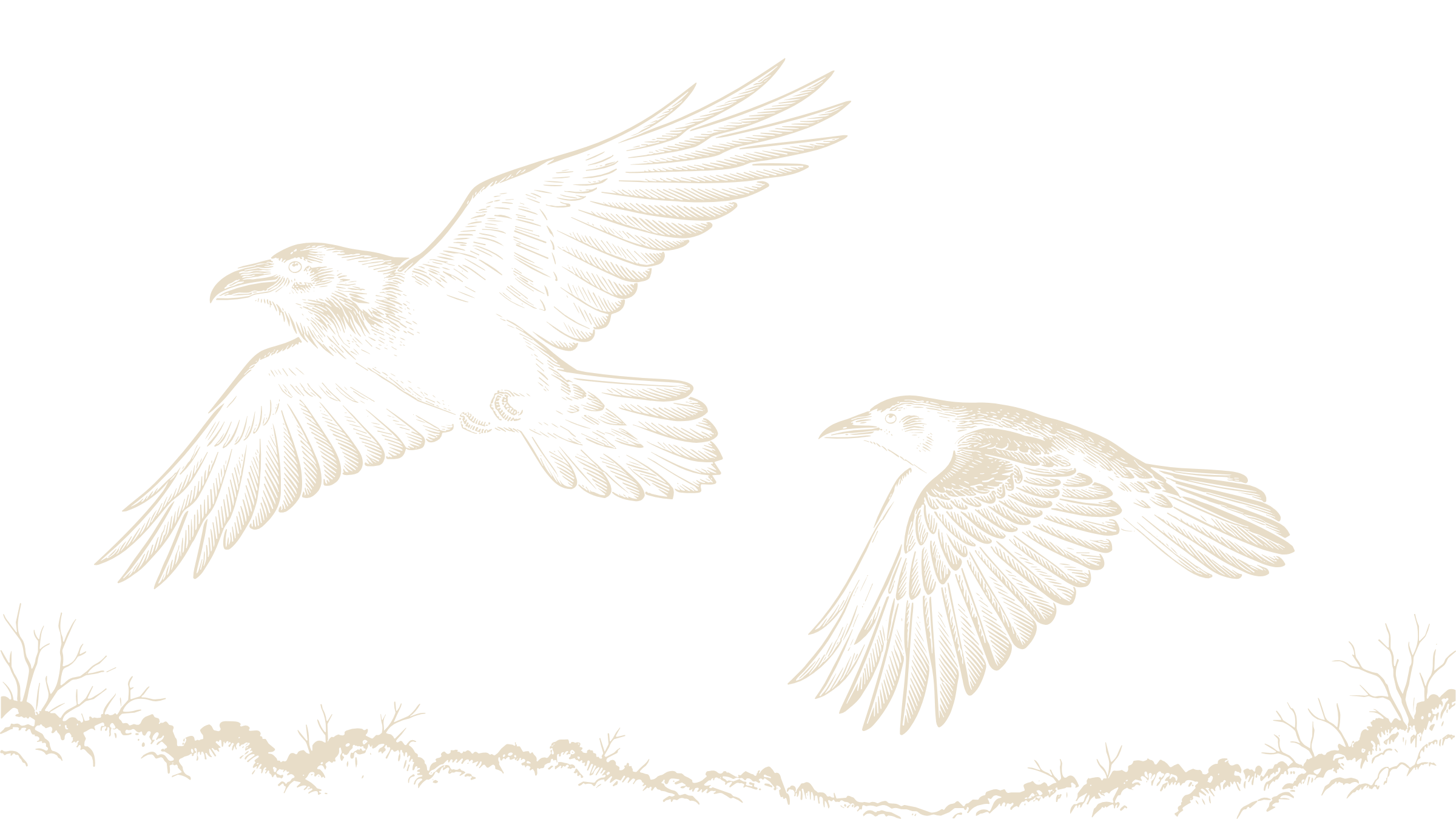 Black-and-ivory linocut illustration of a raven and a crow flying side by side, showing their different sizes and tail shapes.