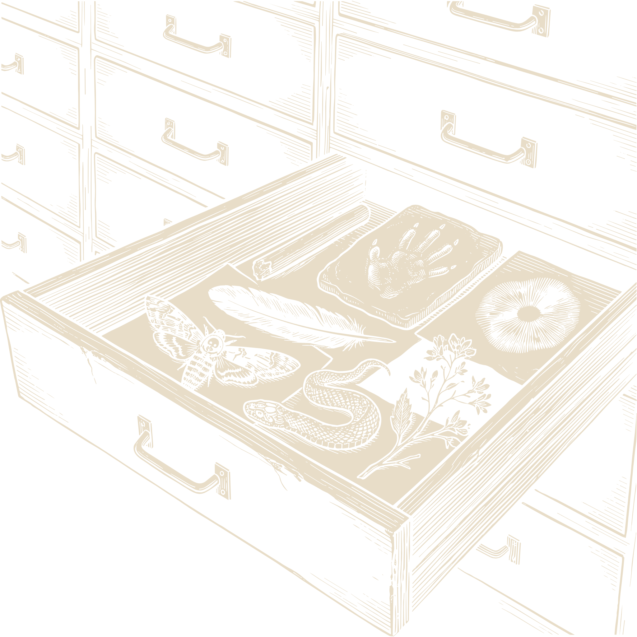 Wood-engraving of an open specimen drawer holding a hawkmoth, a feather, a coiled snake, a mushroom, a flowering sprig, and a handprint cast, more drawers behind, in bone ivory on black.
