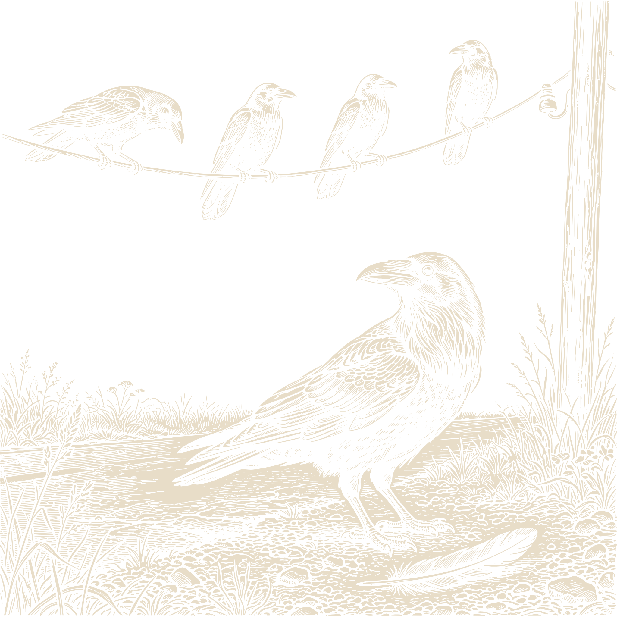 Wood-engraving of four crows perched on a wire and a raven standing in the grass beside a fallen feather, in bone ivory on black.