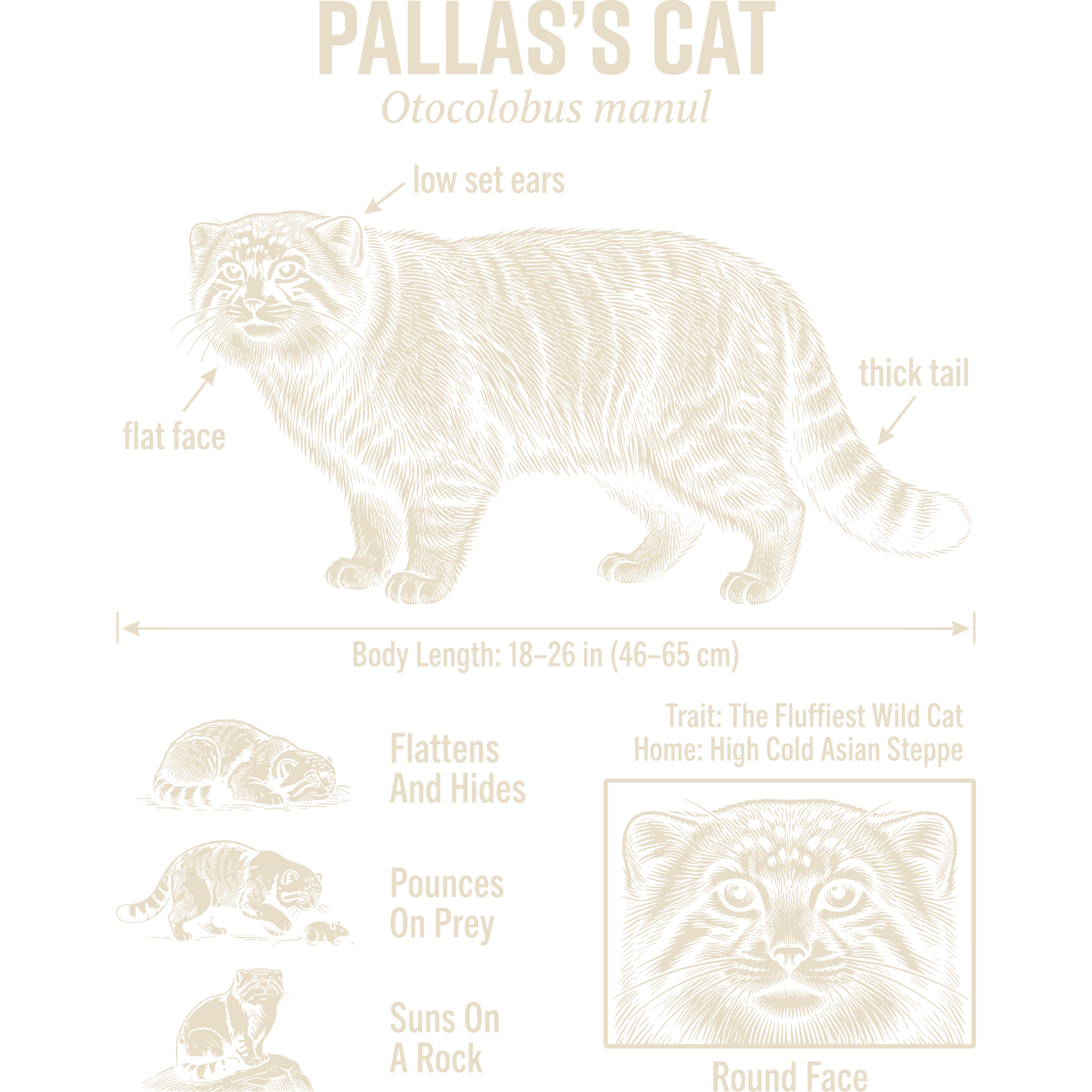 Black and ivory natural history plate of a Pallas's cat with labeled traits, body length diagram, and small behavior sketches.