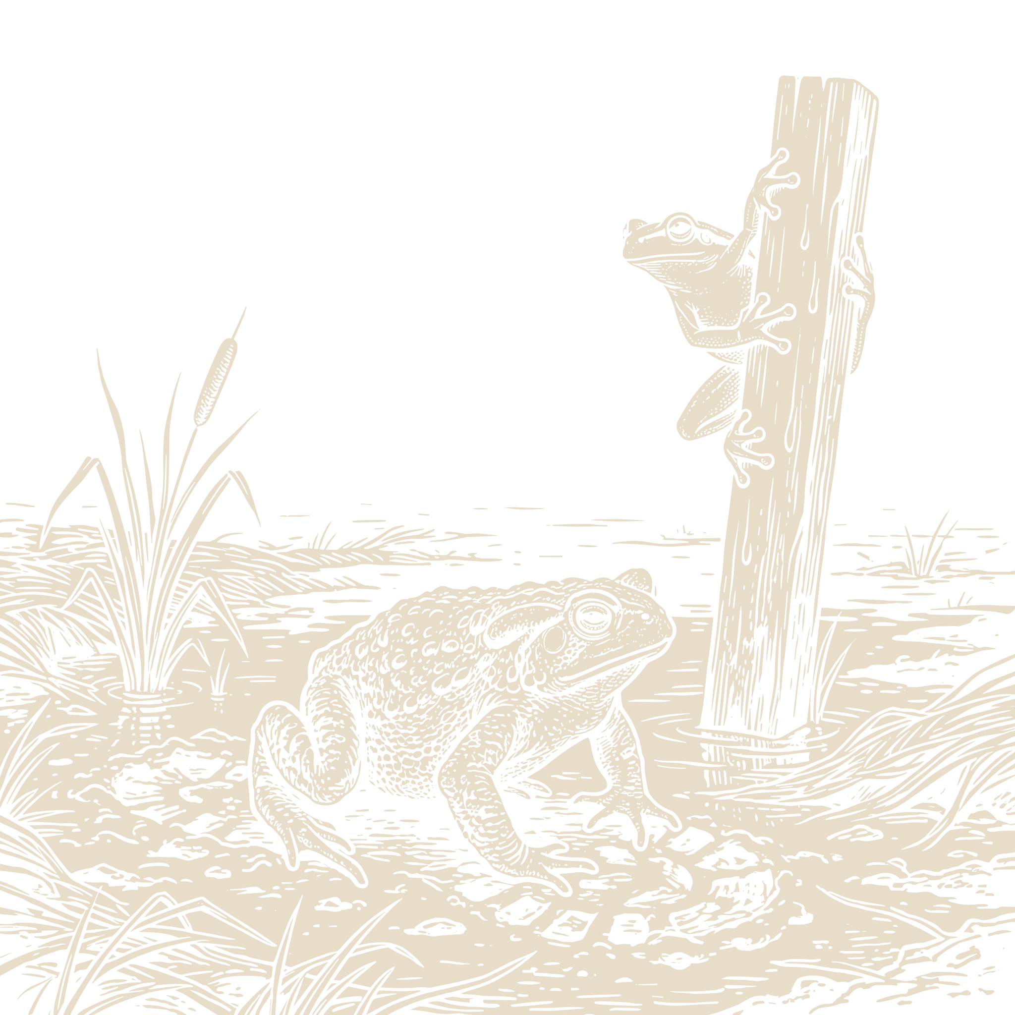 Wood-engraving of a toad sitting in a wetland beside cattails while a tree frog climbs a wooden post, in bone ivory on black.