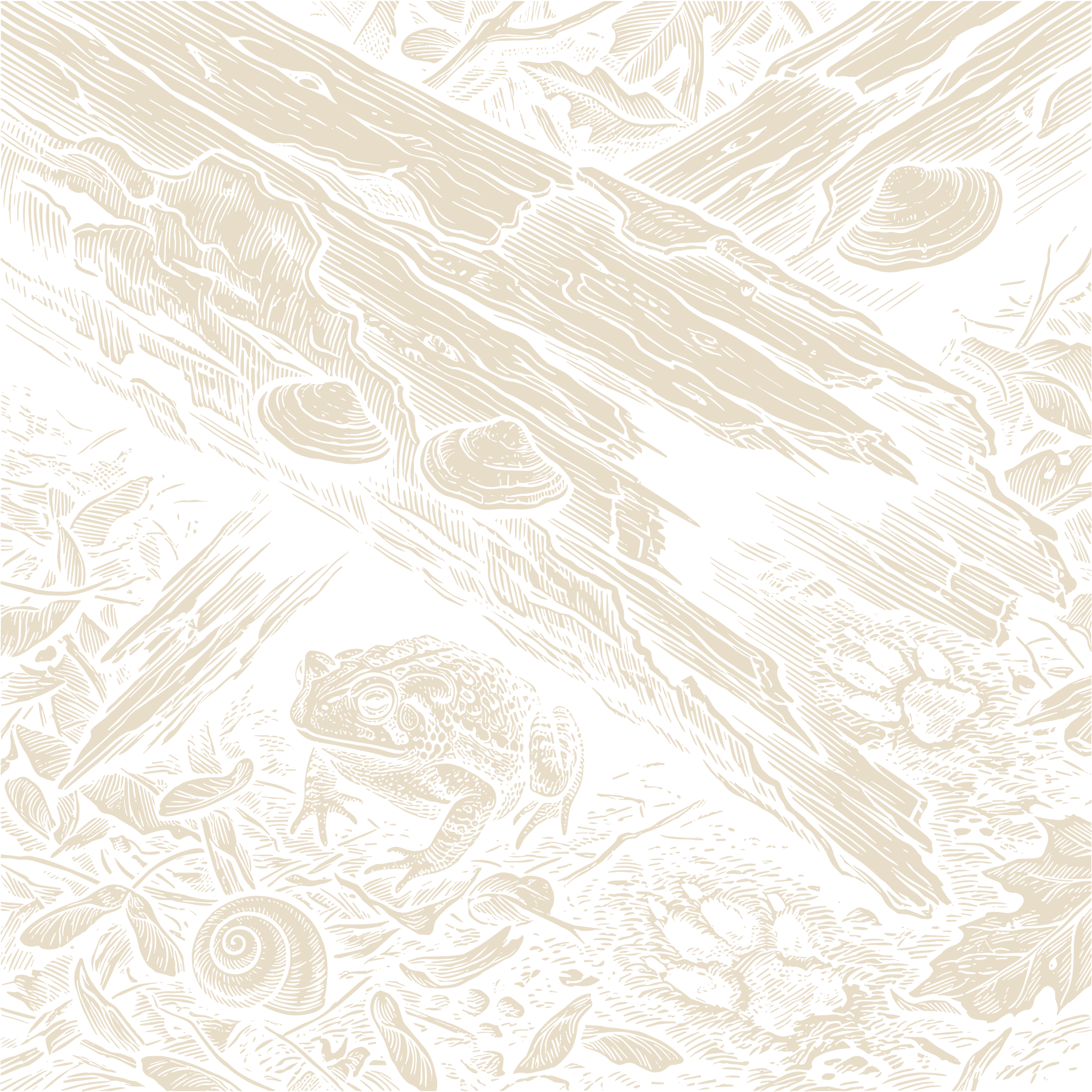 Wood-engraving of a toad sheltering beneath fallen logs and shelf mushrooms, a snail curled nearby, in bone ivory on black.