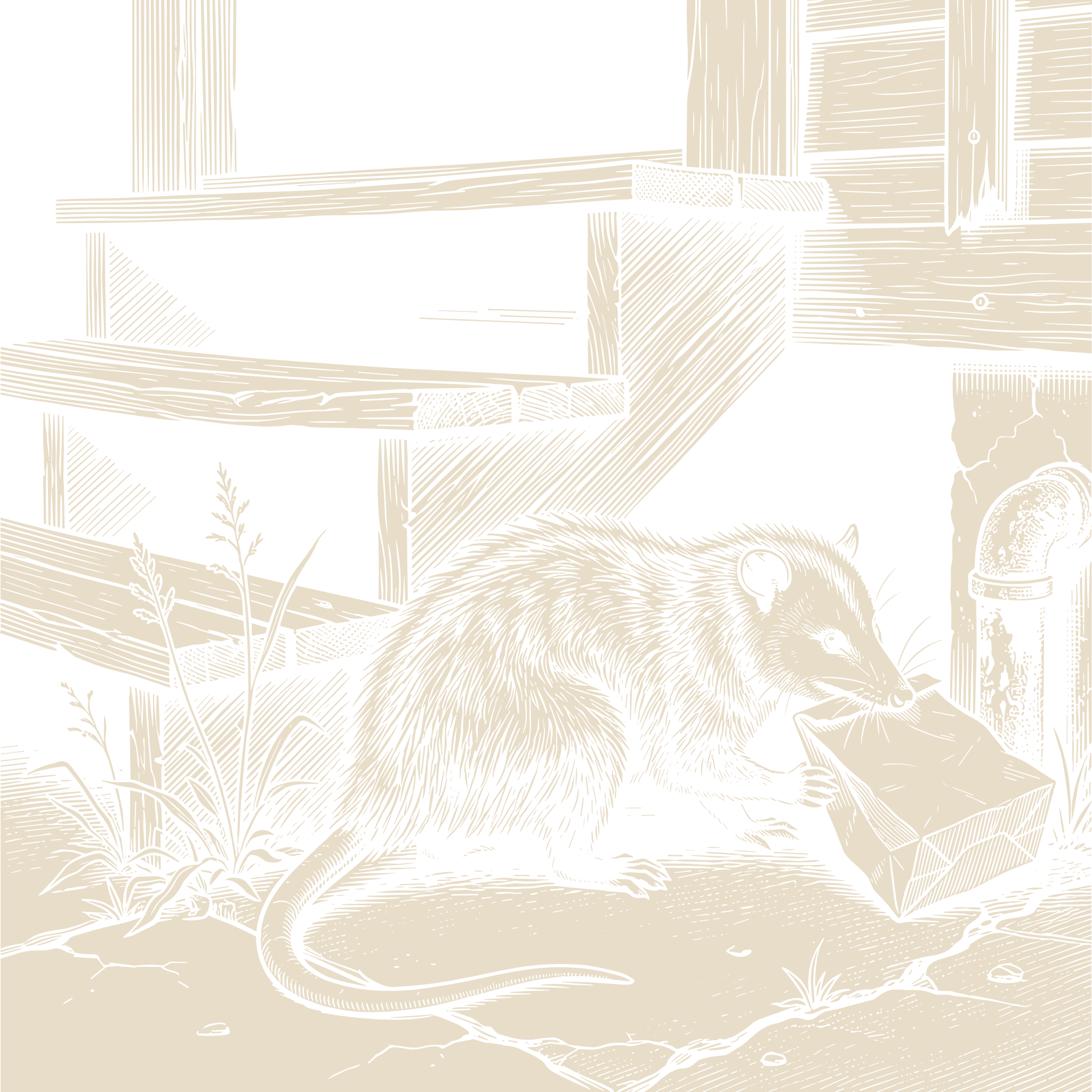 Wood-engraving of an opossum grabbing a paper bag beside a porch step and drainpipe, in bone ivory on black.