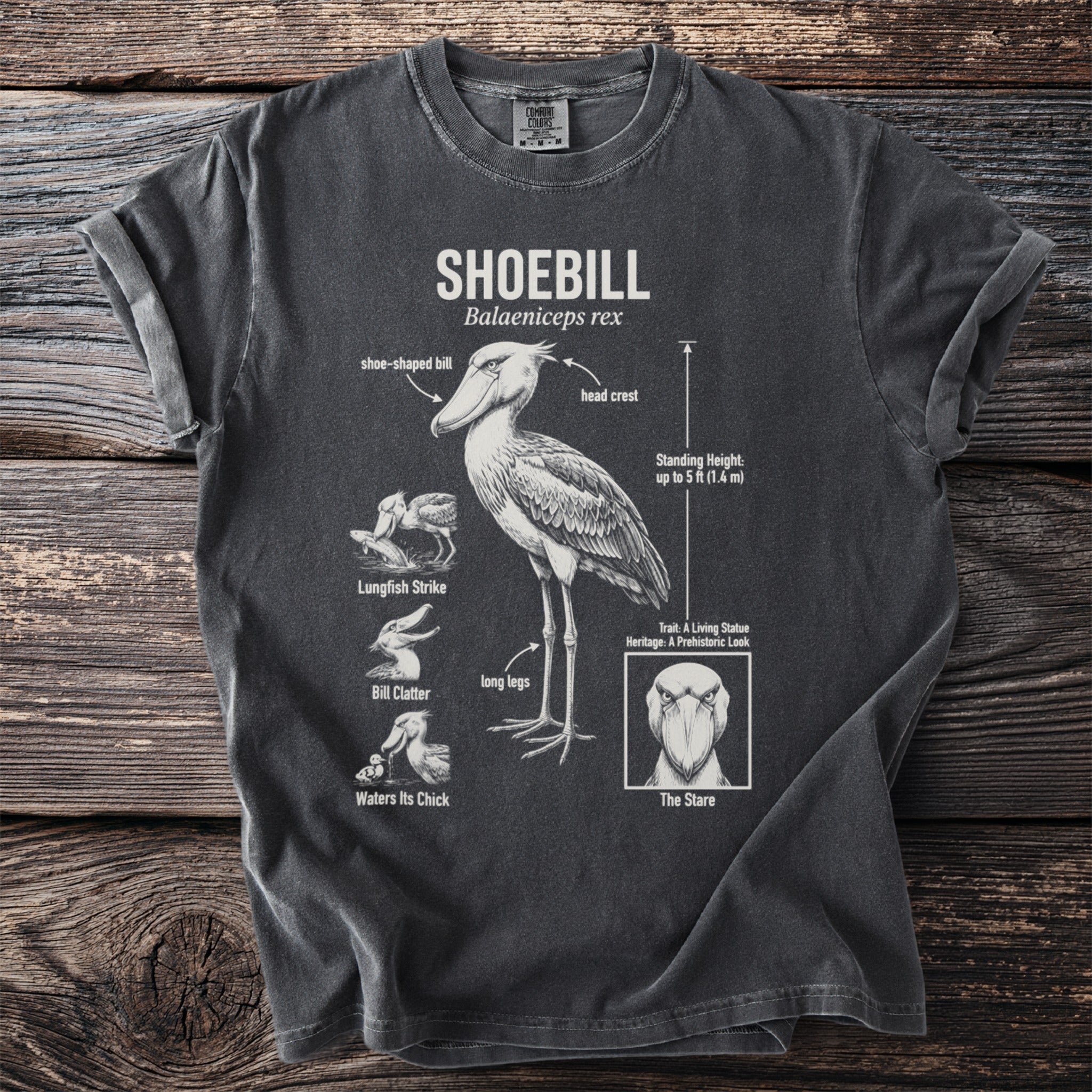 Shoebill bird diagram with labels, including its shoe-shaped bill and long legs.