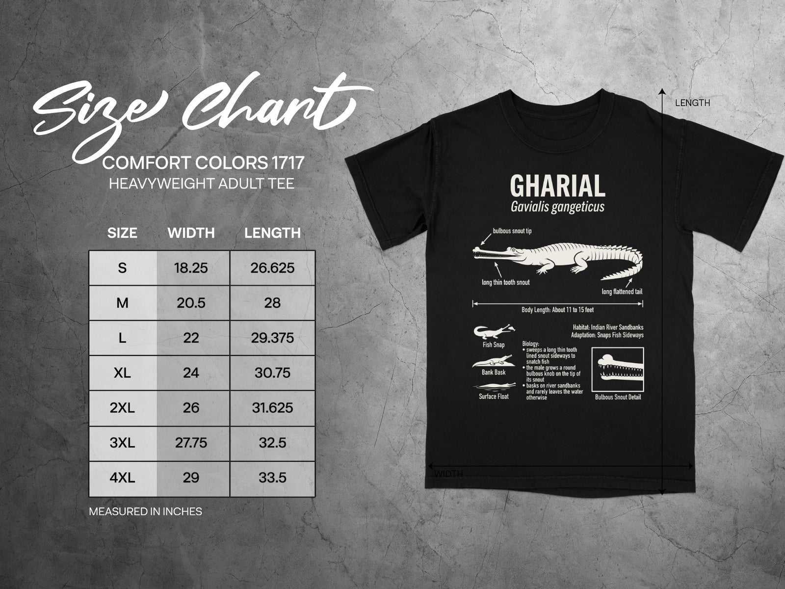 Gharial t-shirt with size chart and scientific illustration, measured in inches.