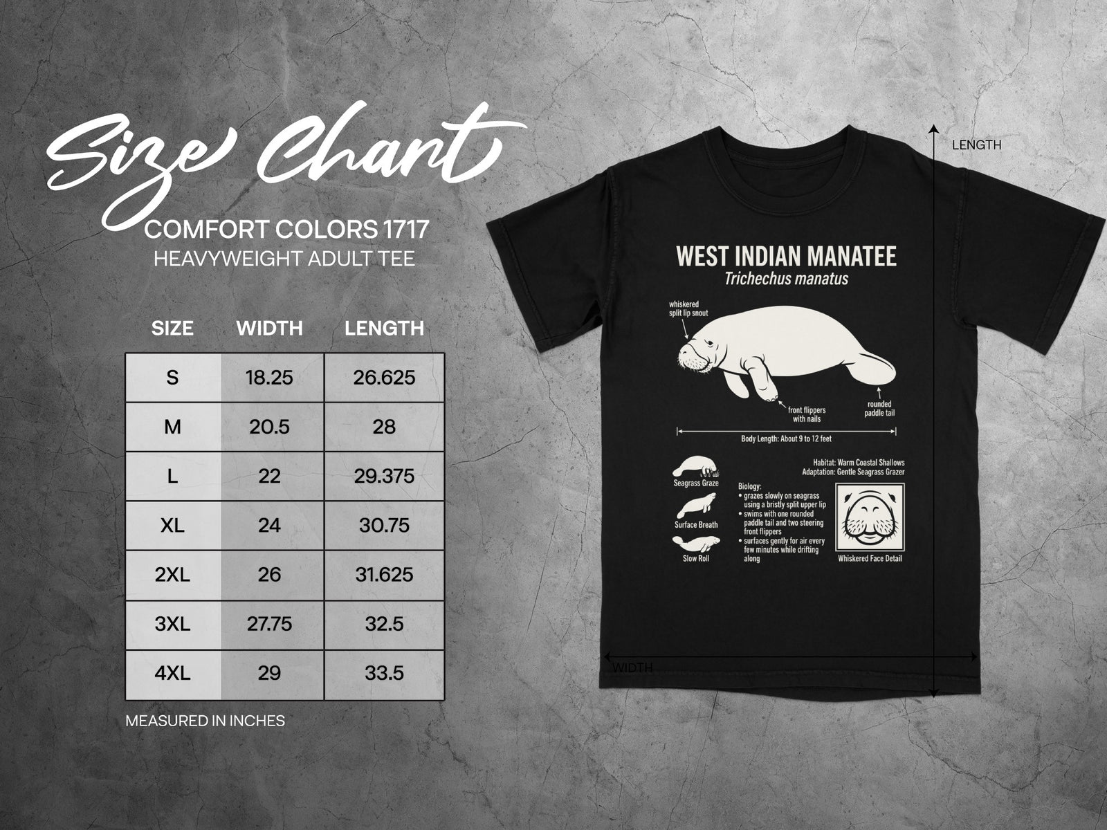 Comfort Colors 1717 size chart for adult tees with manatee illustration.
