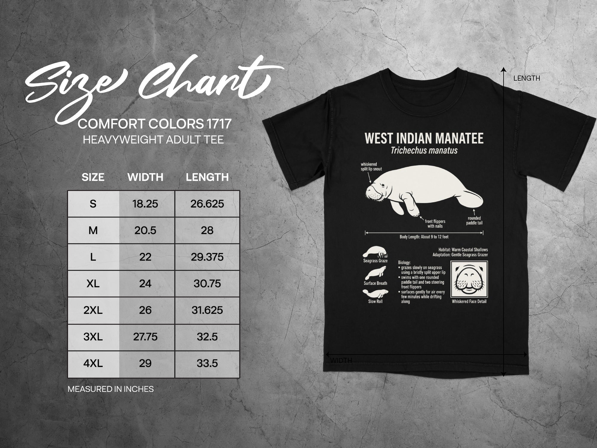 Comfort Colors 1717 size chart for adult tees with manatee illustration.