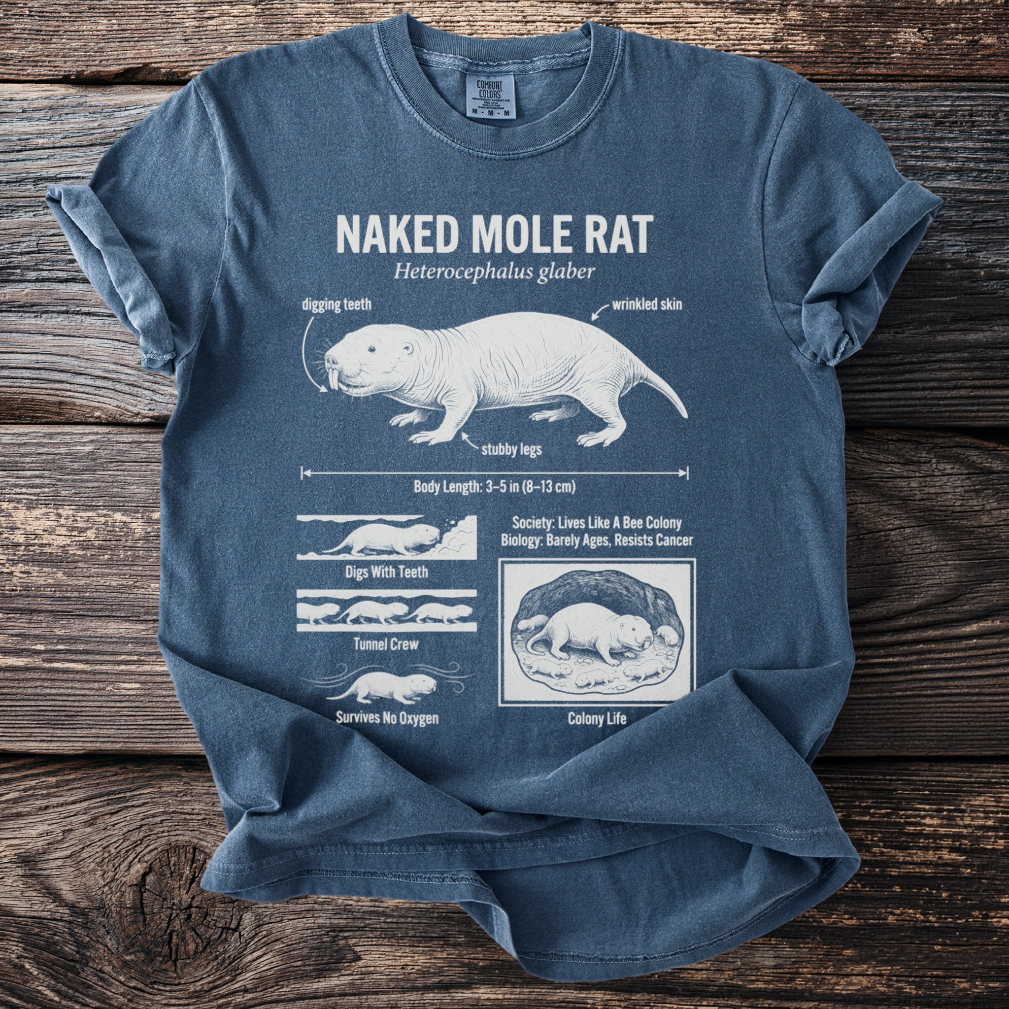 Naked Mole Rat Heterocephalus glaber graphic with facts about body length, digging, and colony life.