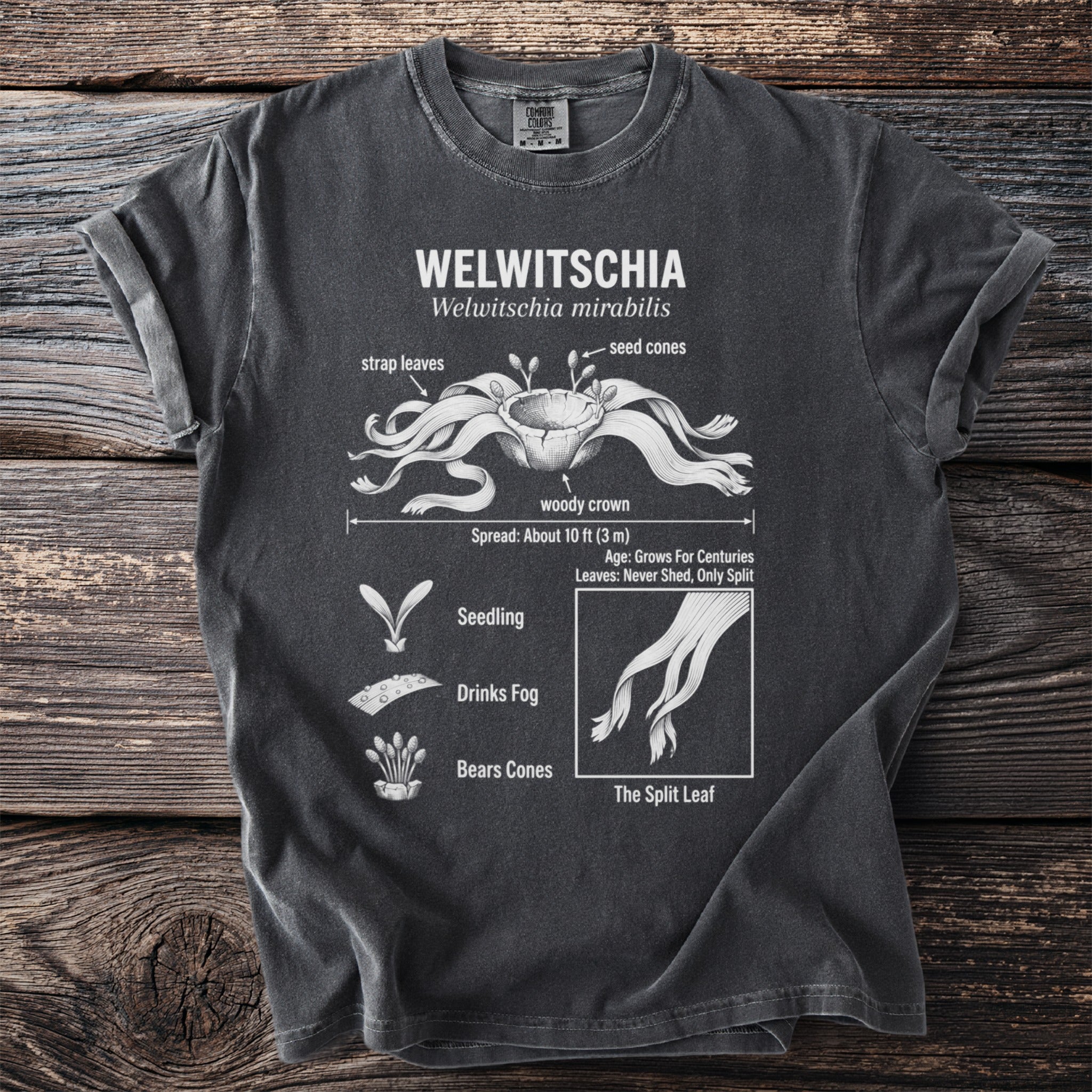 Dark grey t-shirt with Welwitschia mirabilis diagram, showing strap leaves, seed cones, and seedling.