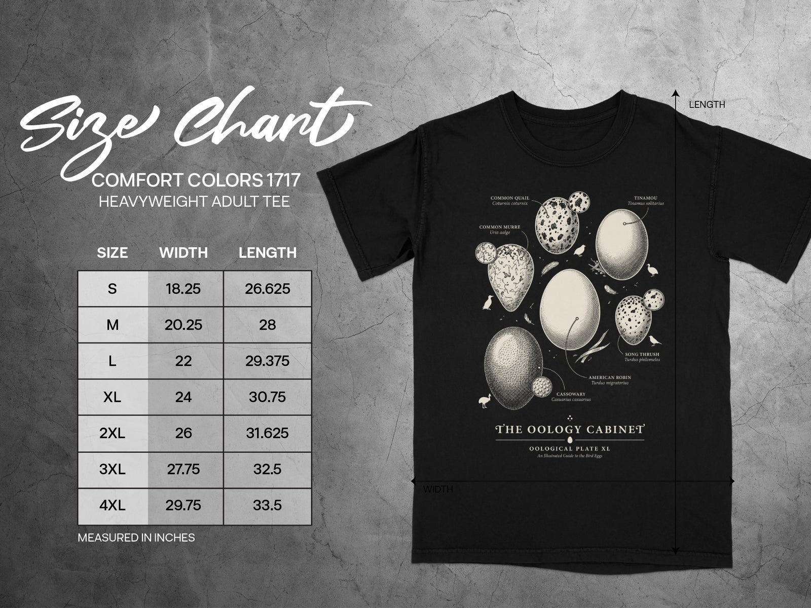 Size chart for Comfort Colors 1717 heavyweight adult tee with bird egg illustrations.