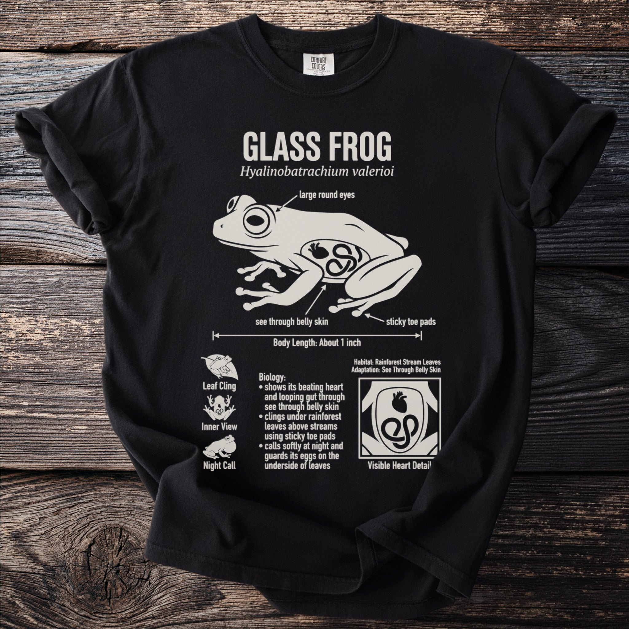 Glass frog illustration with biological details, life stages, and visible heart.