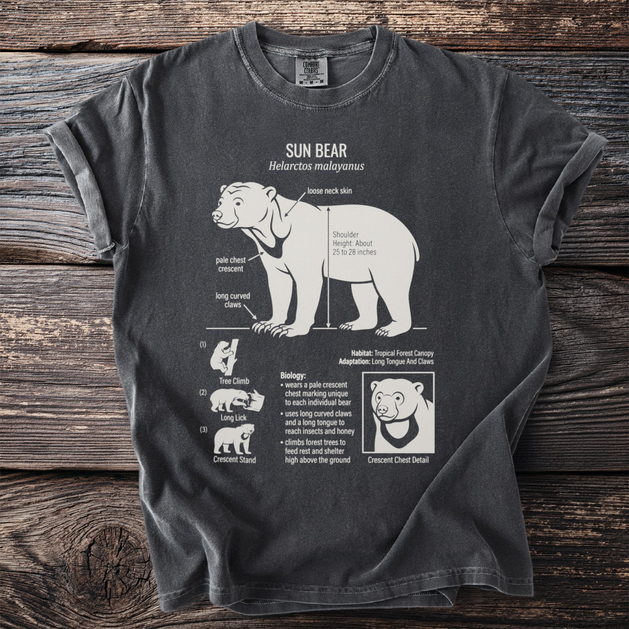 Sun Bear illustration with biological facts, including loose neck skin and crescent chest detail.