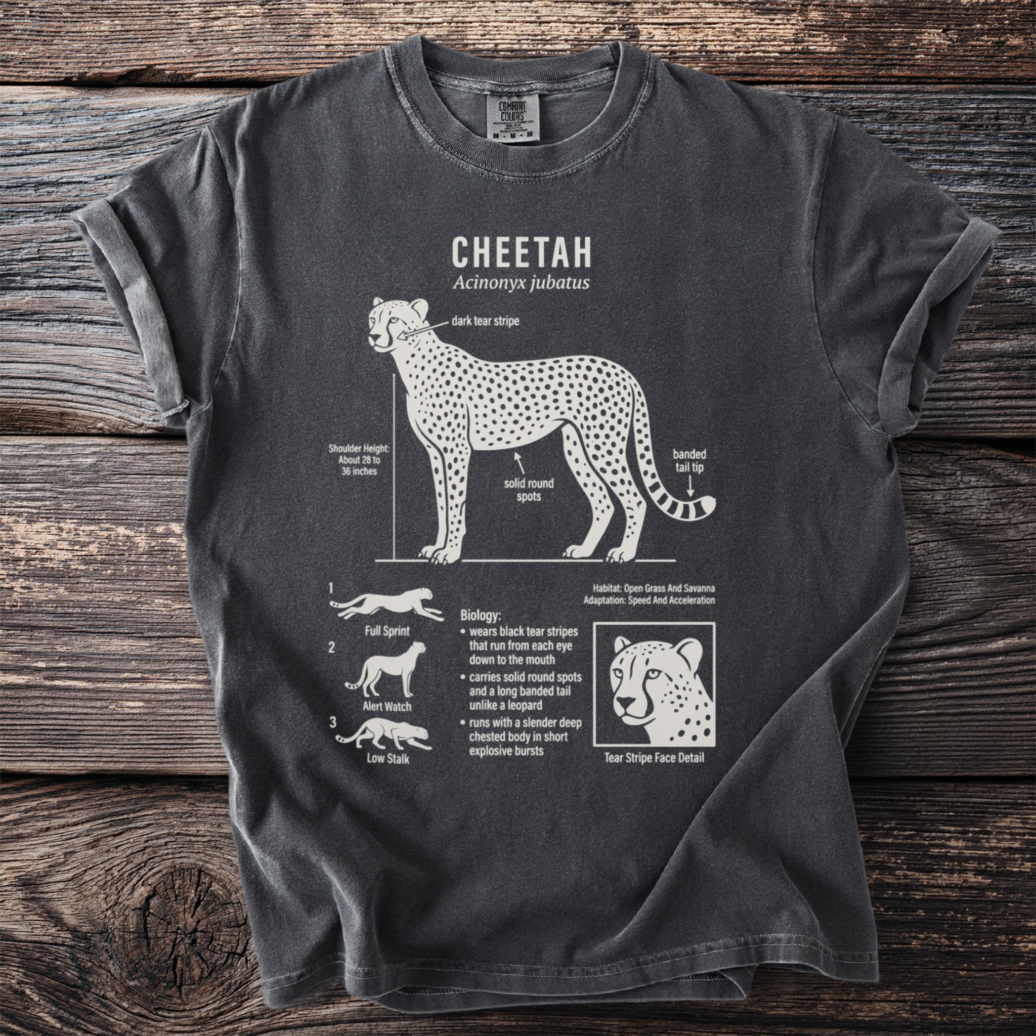 Cheetah illustration with scientific name, biological facts, and habitat details.