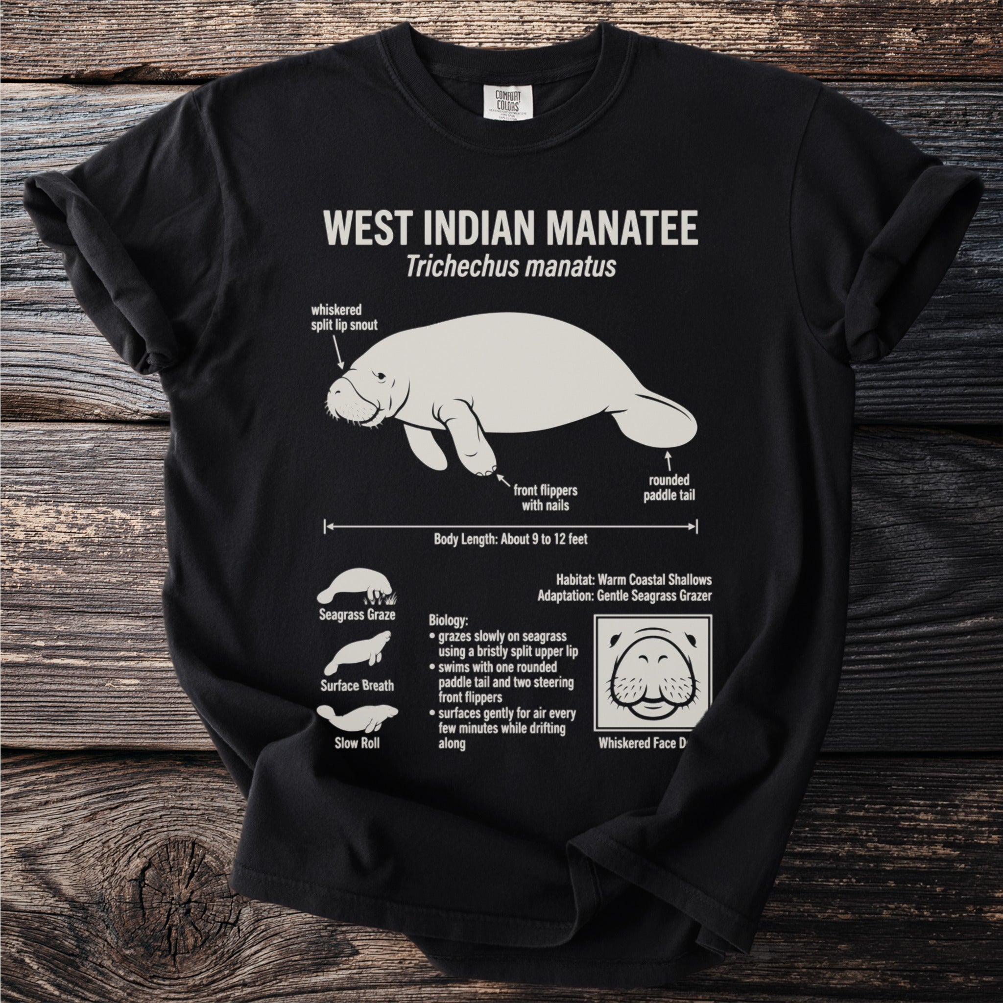 Illustration of West Indian Manatee with labeled body parts and behaviors.