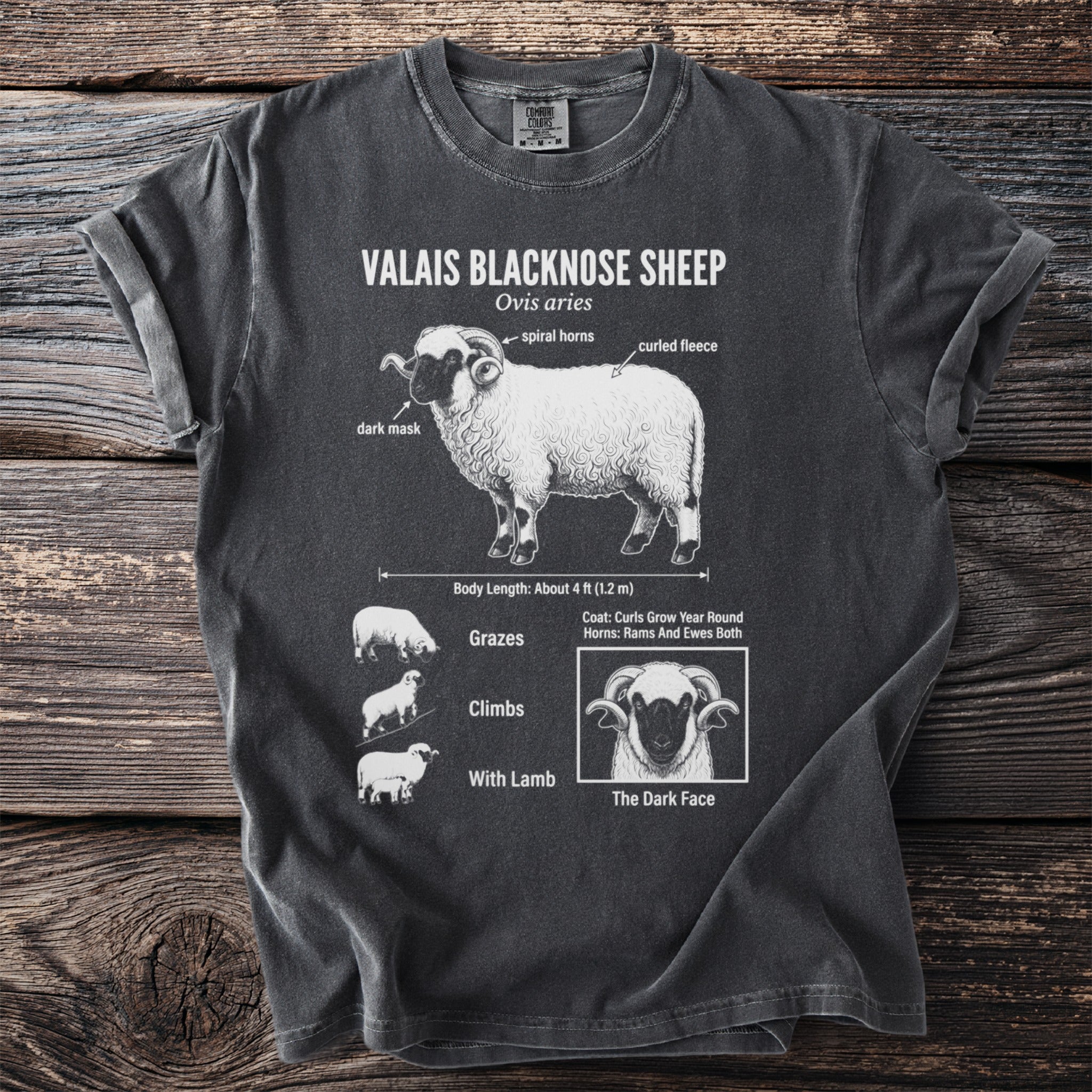 Valais Blacknose Sheep diagram showing features, size, and behaviors on a charcoal t-shirt.