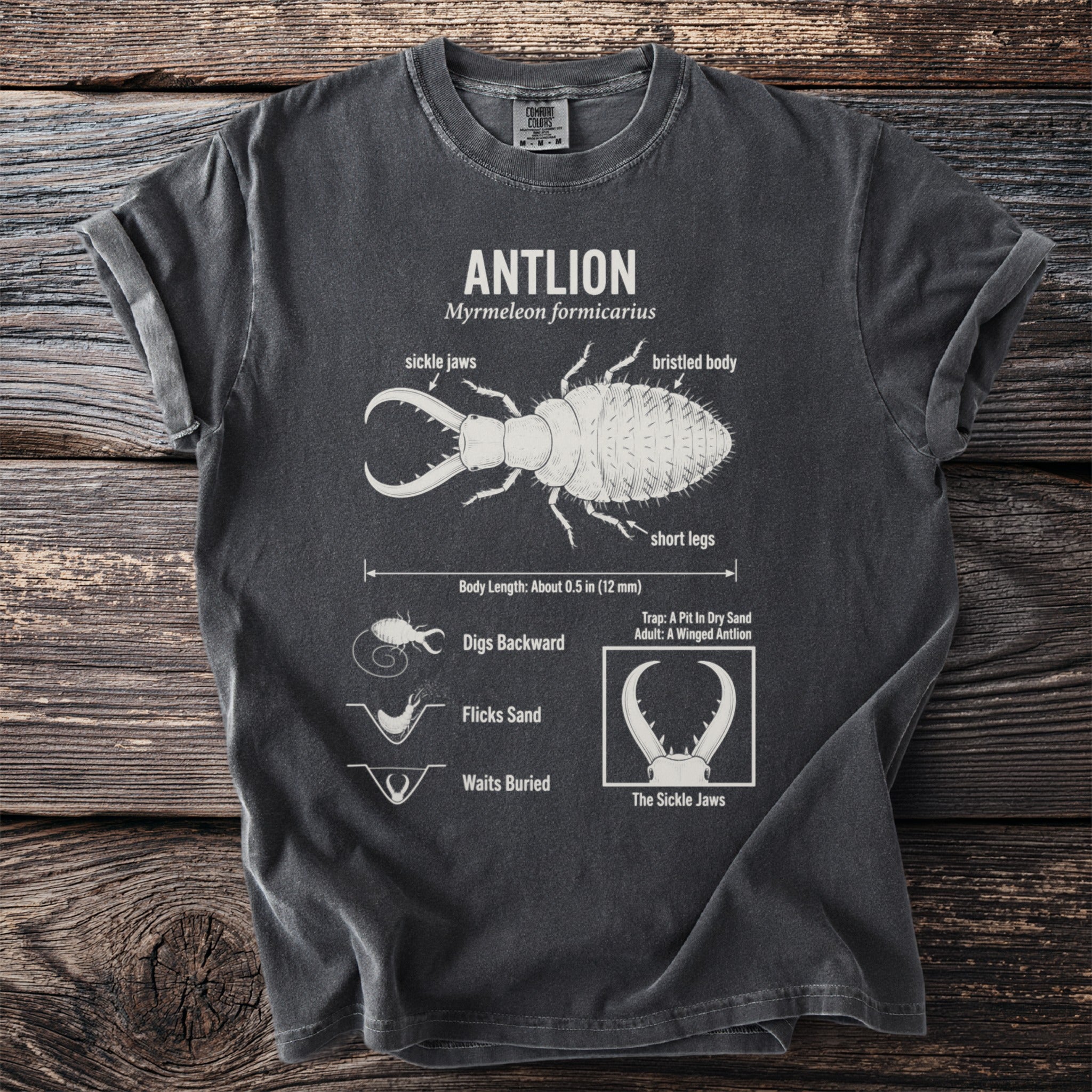 Dark grey t-shirt graphic detailing an antlion, its features, and behaviors.