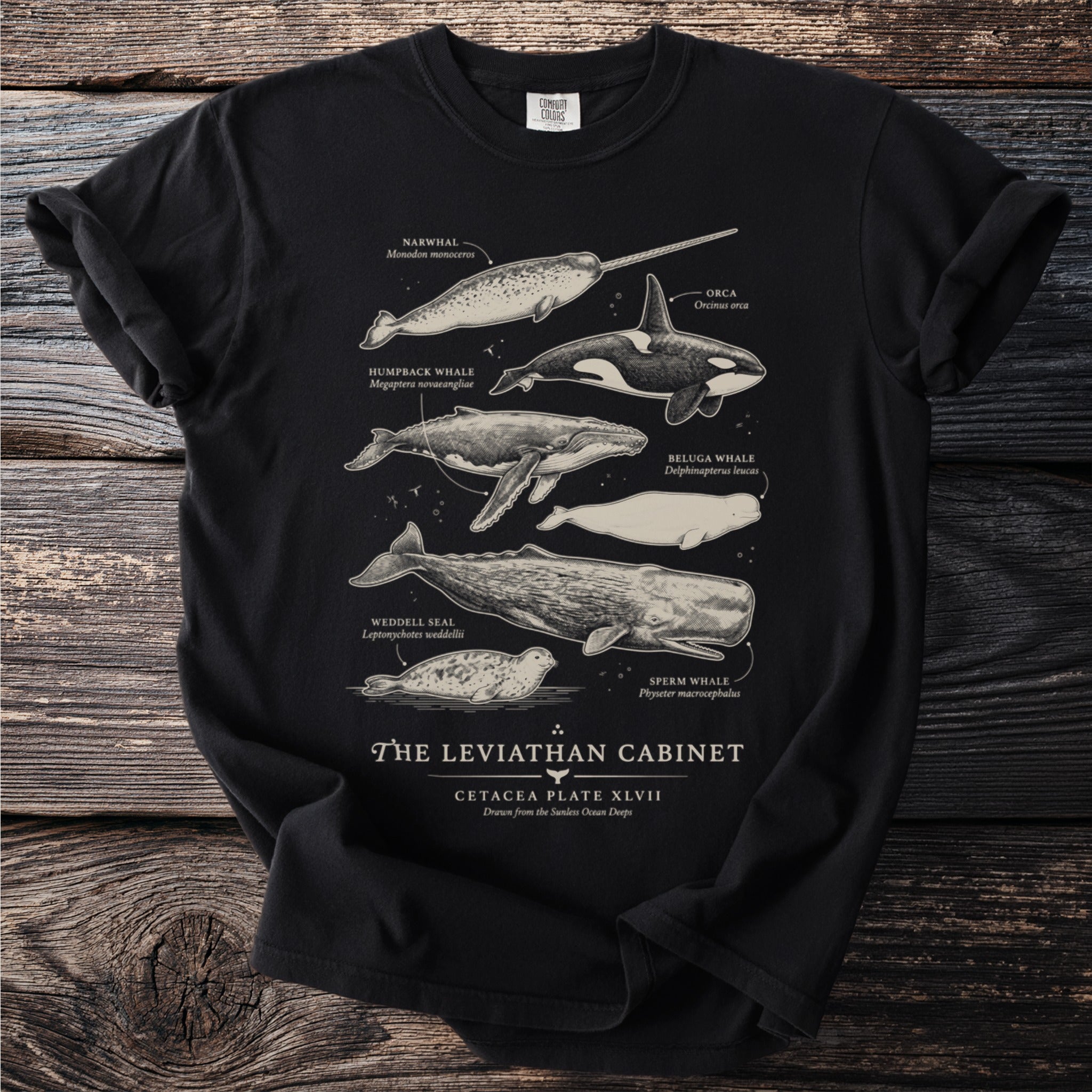 Black t-shirt featuring line drawings of a narwhal, orca, humpback whale, beluga whale, sperm whale, and seal labeled "The Leviathan Cabinet".