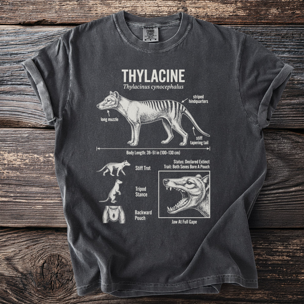 Dark grey t-shirt featuring scientific illustration of a thylacine with labeled anatomical features.
