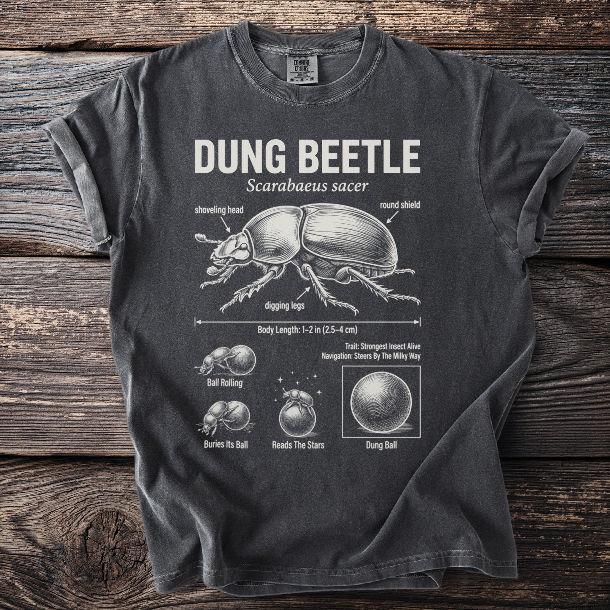 Dung Beetle diagram with annotations on its anatomy, behavior, and size.