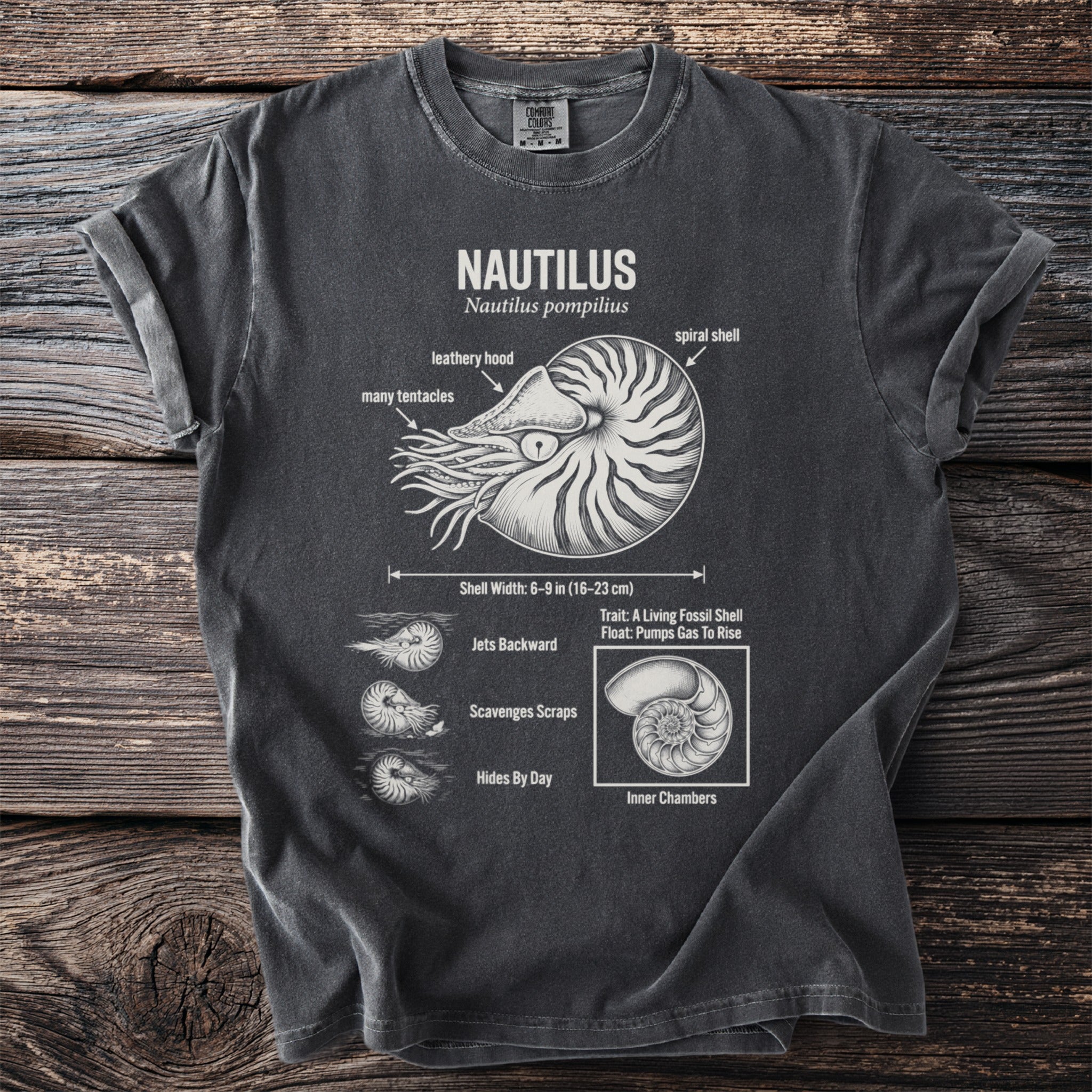 Nautilus Nautilus pompilius diagram showing shell, tentacles, and behavior.