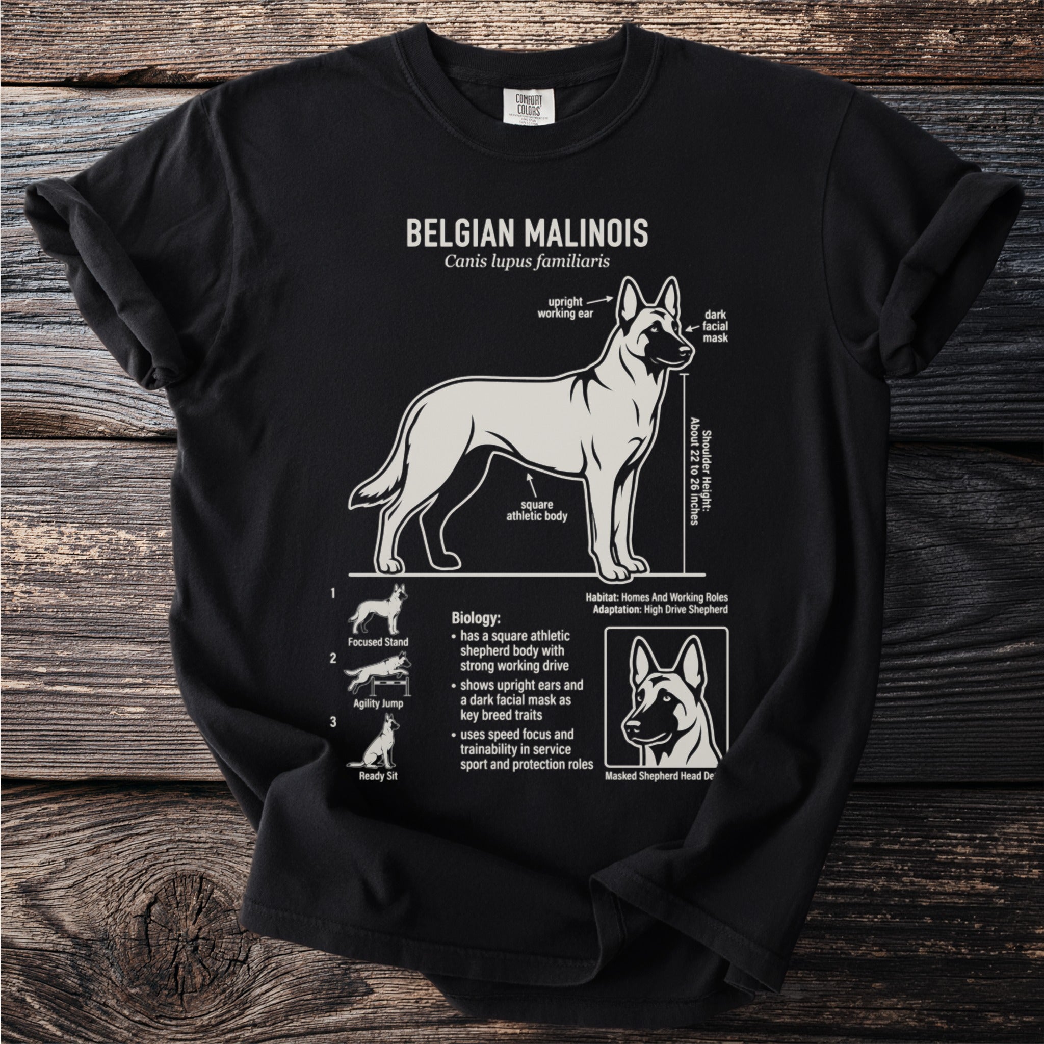Belgian Malinois dog breed illustration with biology, habitat, and training notes.