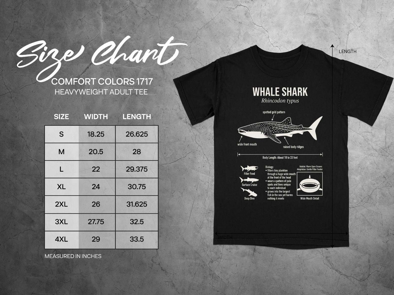 Whale shark anatomy diagram and adult tee size chart in inches.