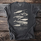 T-shirt with illustrations of narwhal, orca, humpback, beluga, sperm whale, and weddell seal with scientific names.