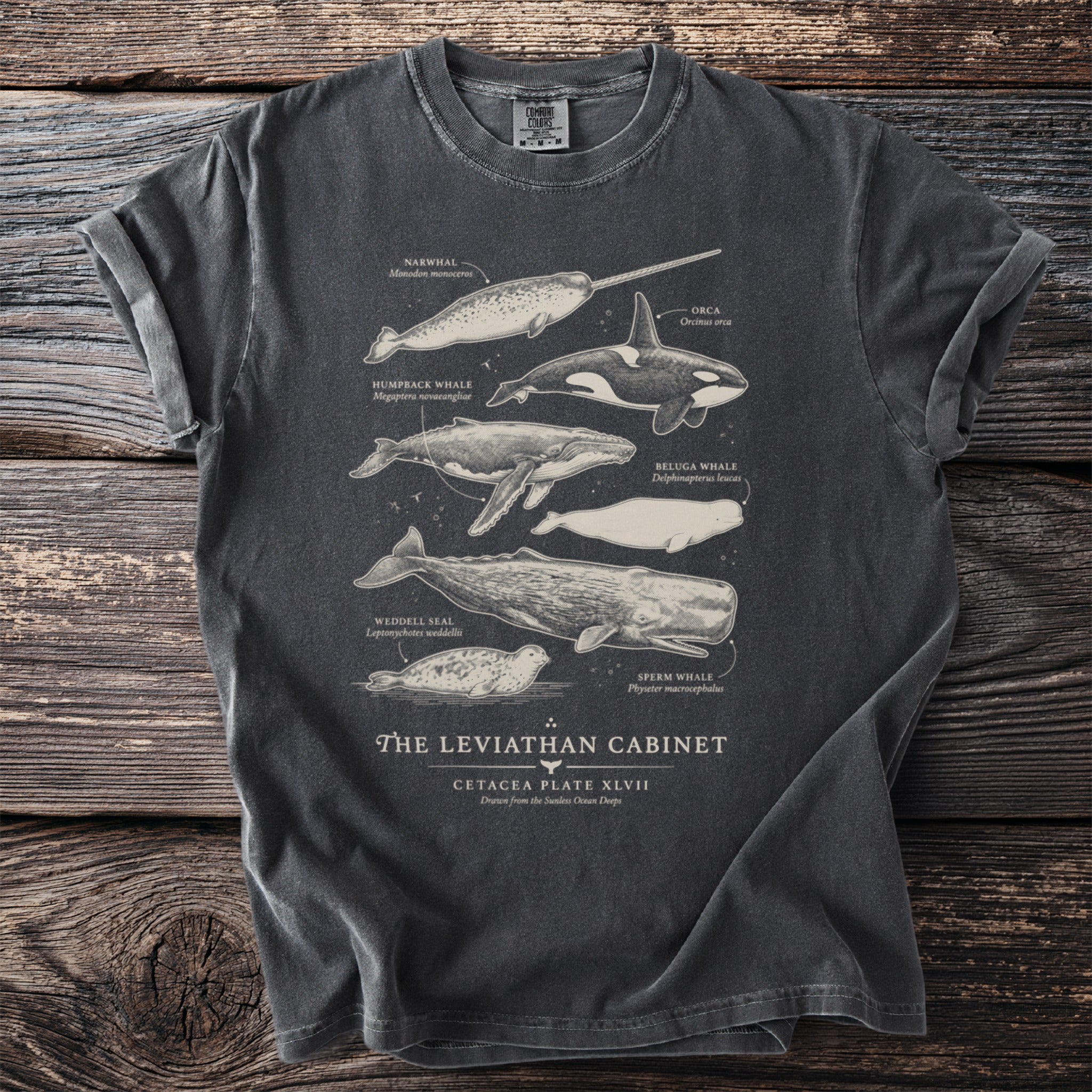 T-shirt with illustrations of narwhal, orca, humpback, beluga, sperm whale, and weddell seal with scientific names.