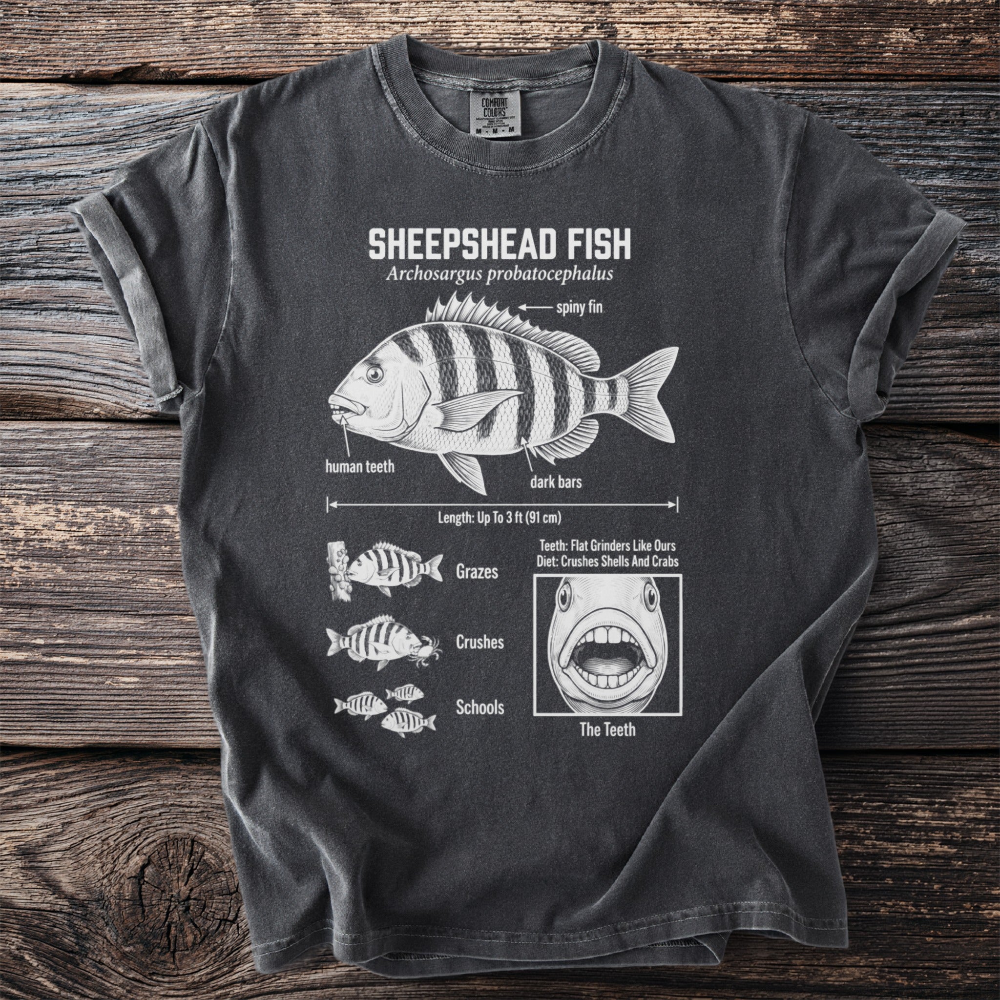 Sheepshead Fish diagram showing its spiny fin, dark bars, human teeth, and diet.