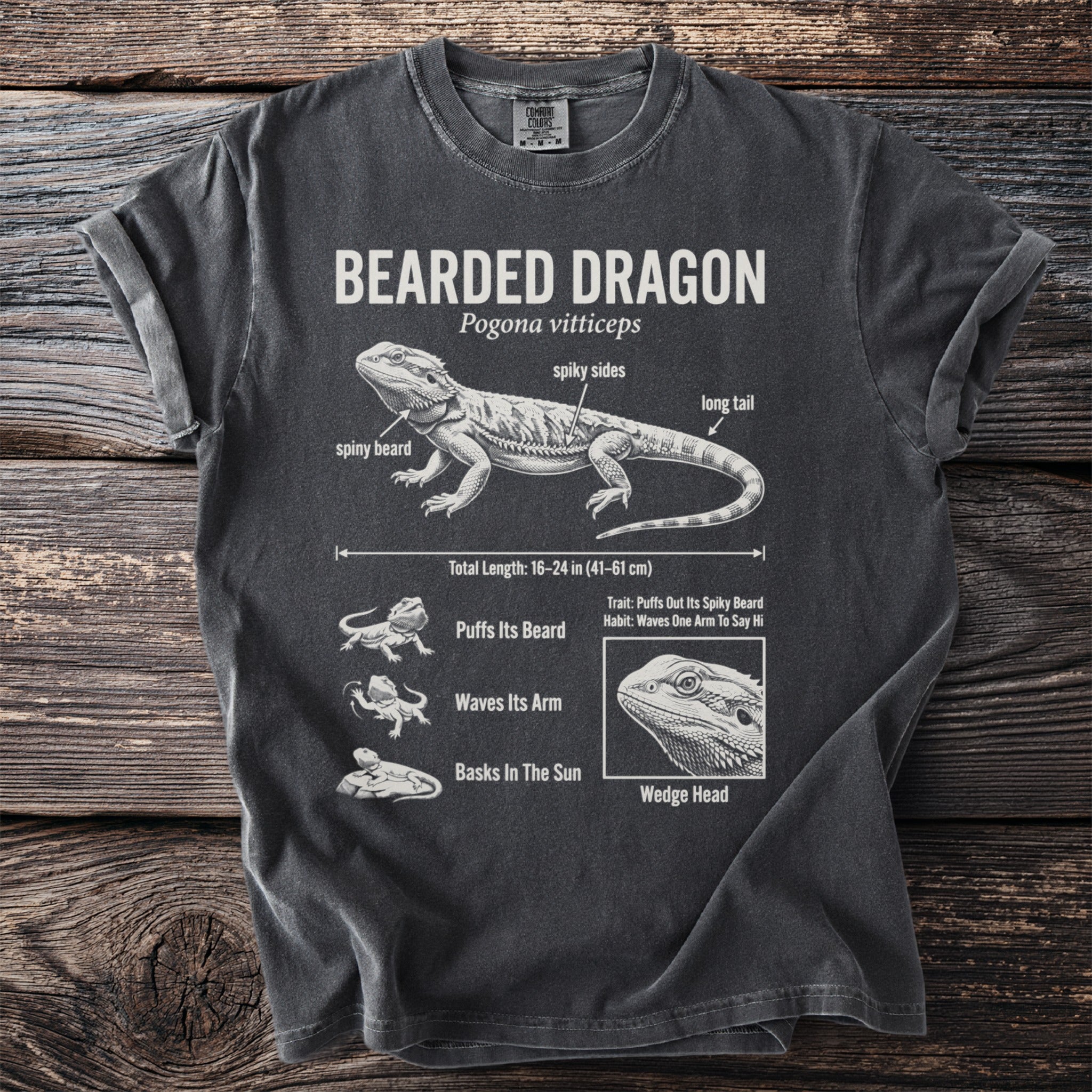 Bearded Dragon illustration with labeled anatomy, traits, and habits.