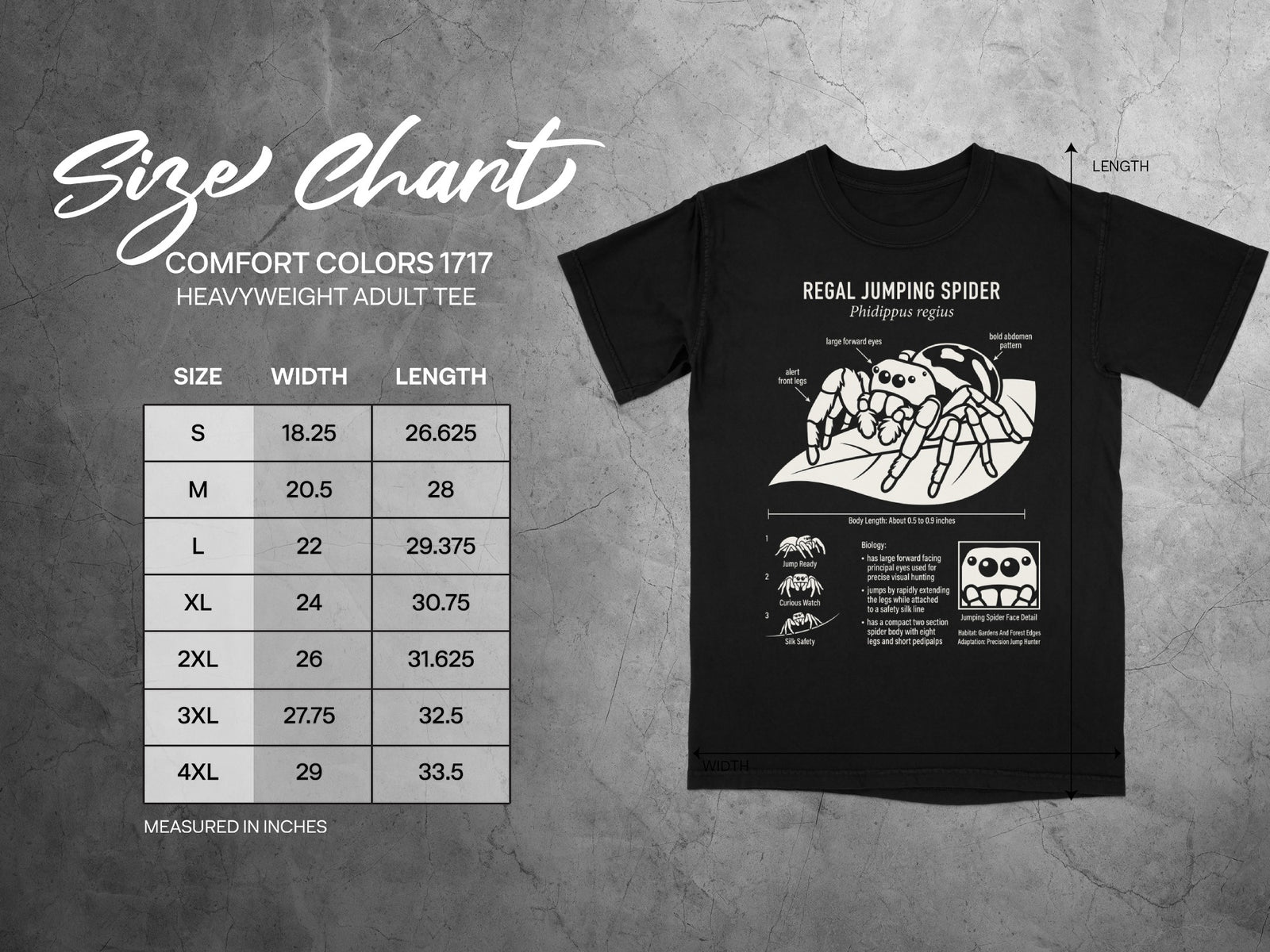 Comfort Colors 1717 heavyweight adult tee size chart with Regal Jumping Spider graphic.