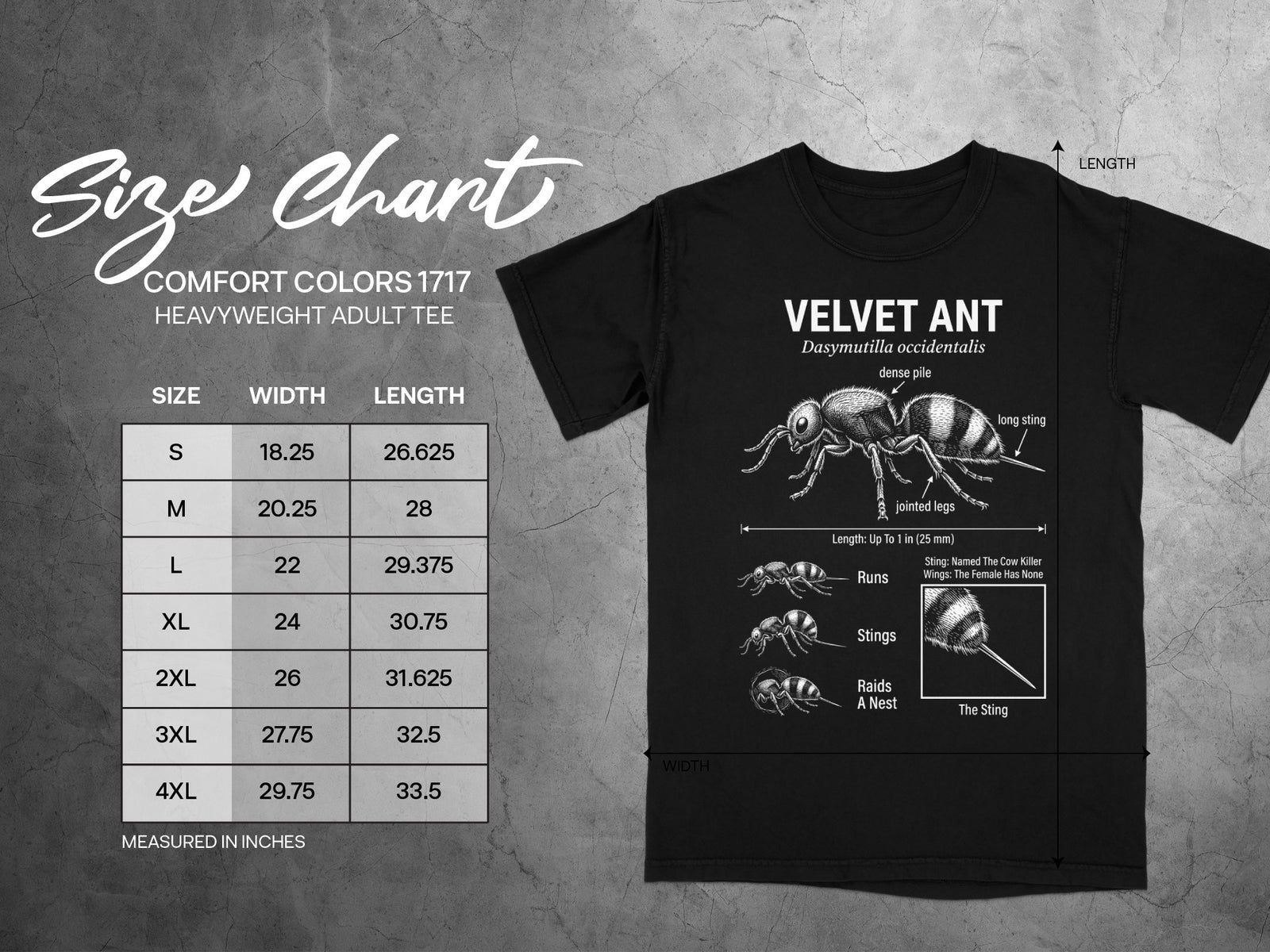 Comfort Colors 1717 heavyweight adult tee size chart with Velvet Ant illustration.