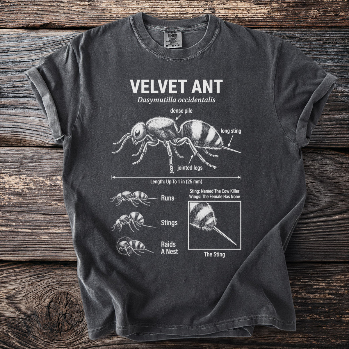 Velvet Ant t-shirt with scientific illustration and facts about Dasymutilla occidentalis.