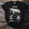 Walrus scientific illustration with labels for body parts and behaviors.