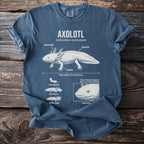 Axolotl diagram with scientific name and labels for body parts and characteristics.