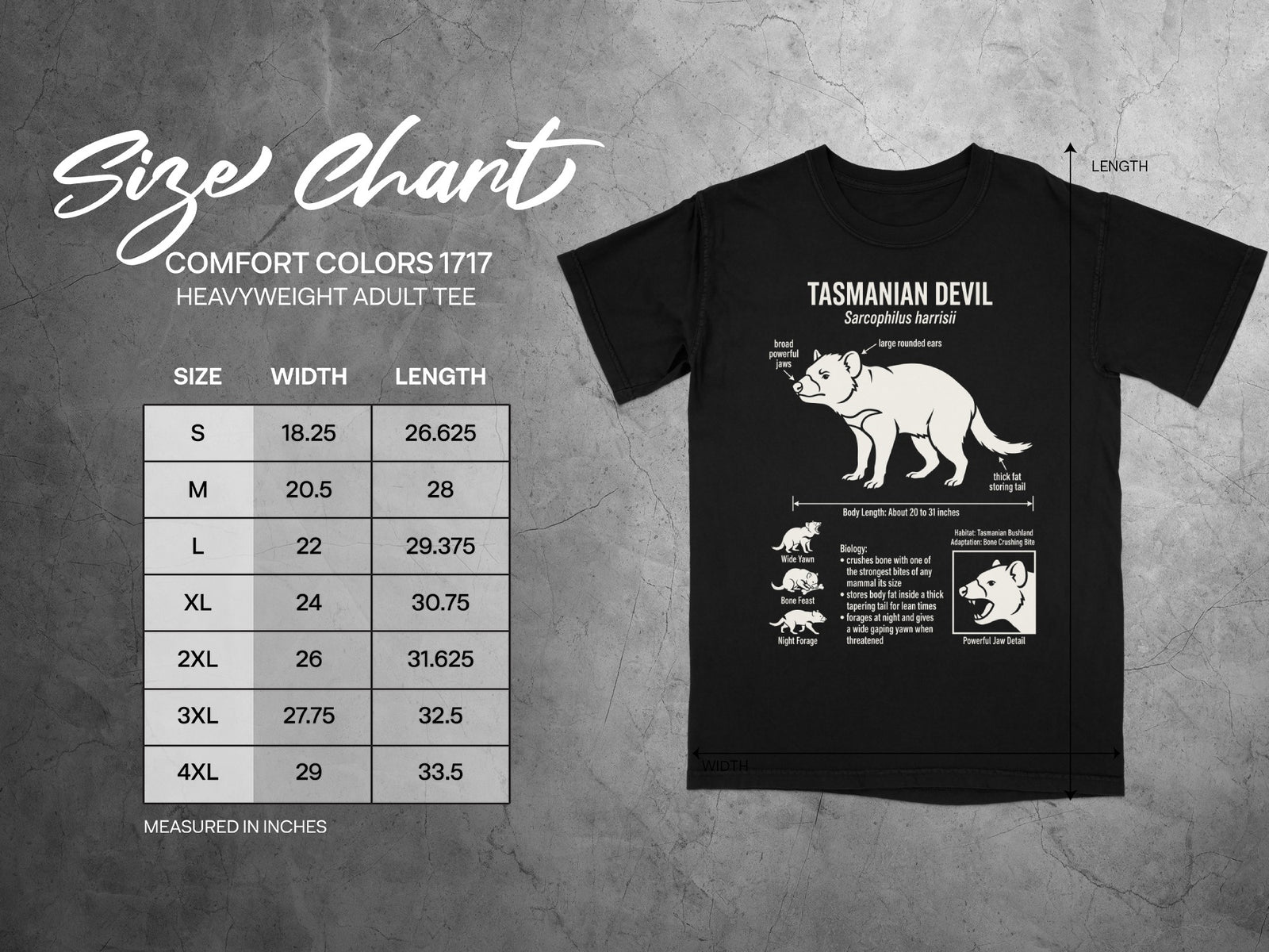 Tasmanian Devil t-shirt size chart with width and length measurements in inches.