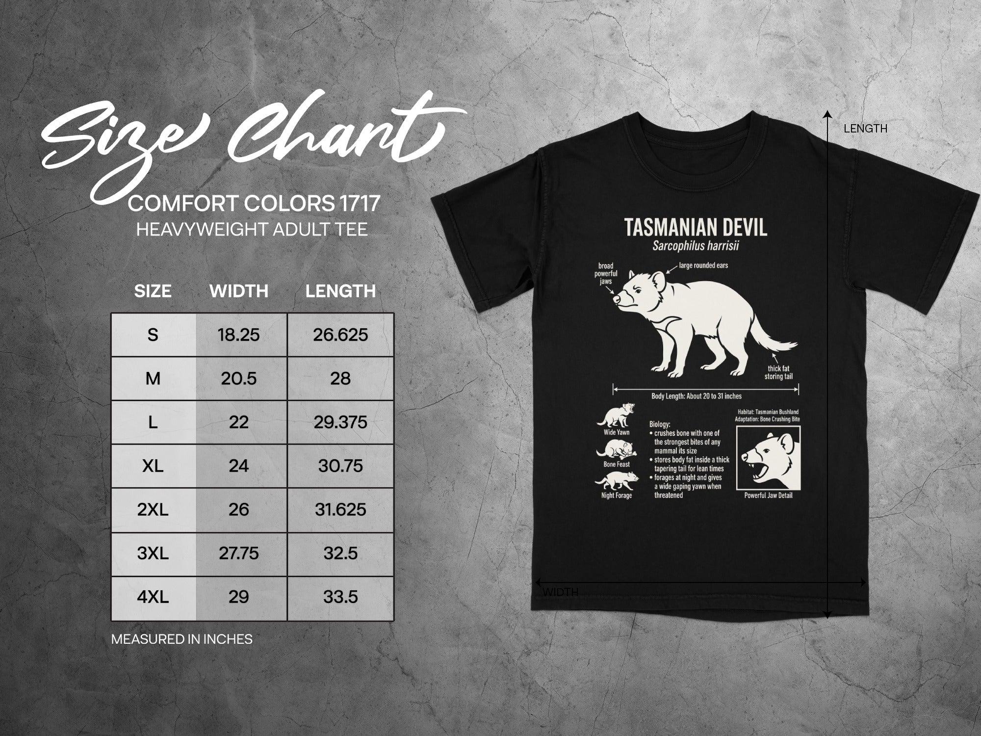 Tasmanian Devil t-shirt size chart with width and length measurements in inches.
