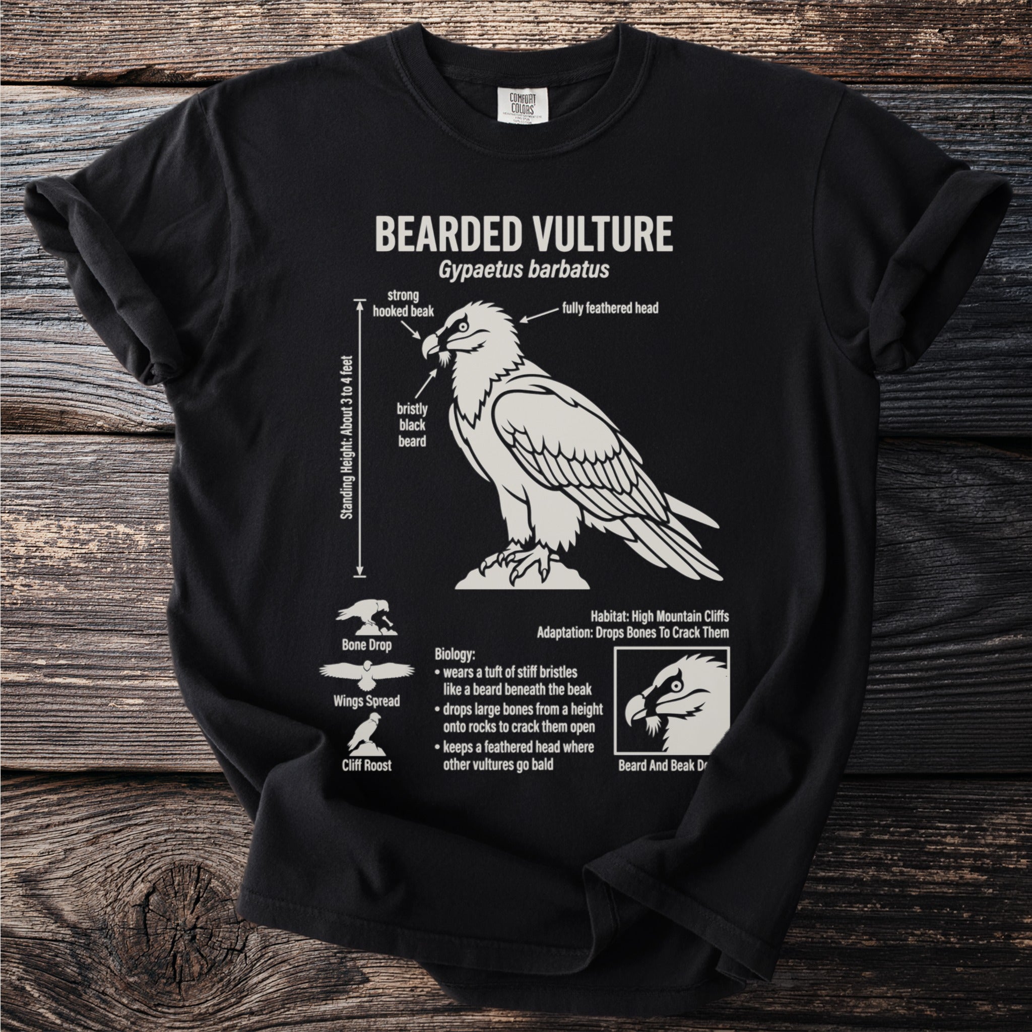 Black t-shirt with infographic of bearded vulture Gypaetus barbatus.