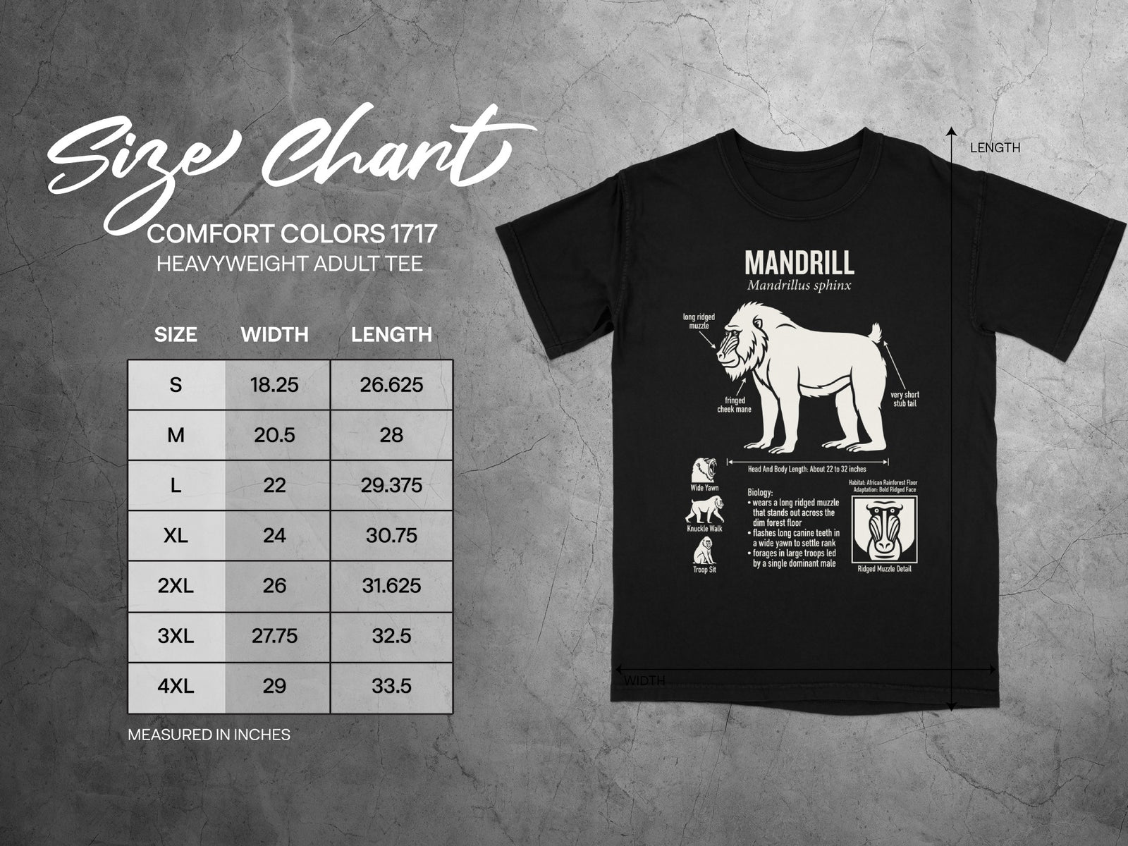 Mandrill t-shirt size chart with a scientific illustration and animal facts.